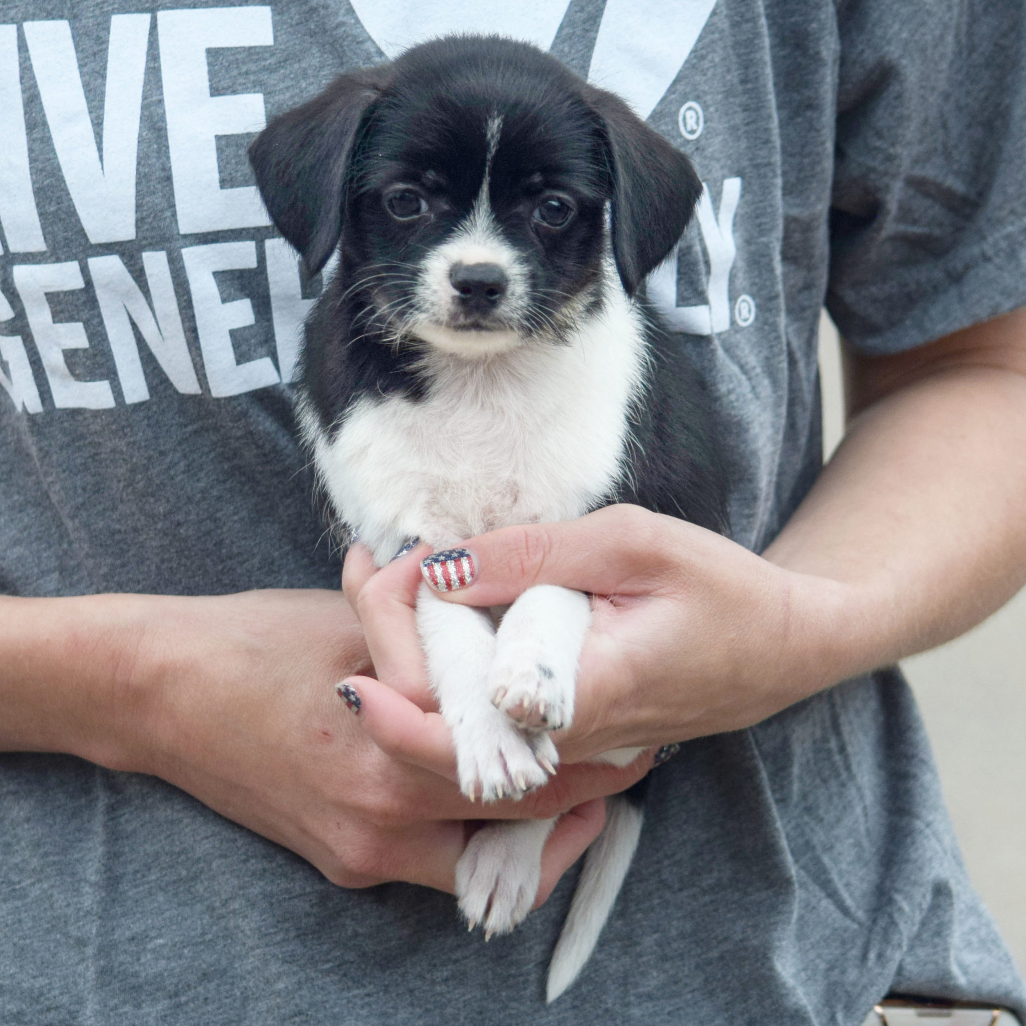 benton-animal-house-shelter