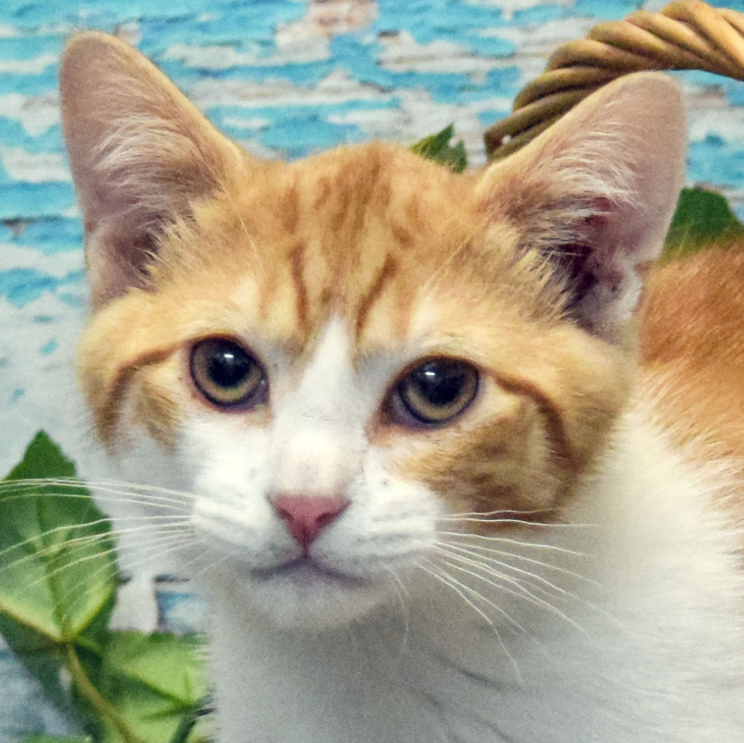 Eugene Animal House Shelter