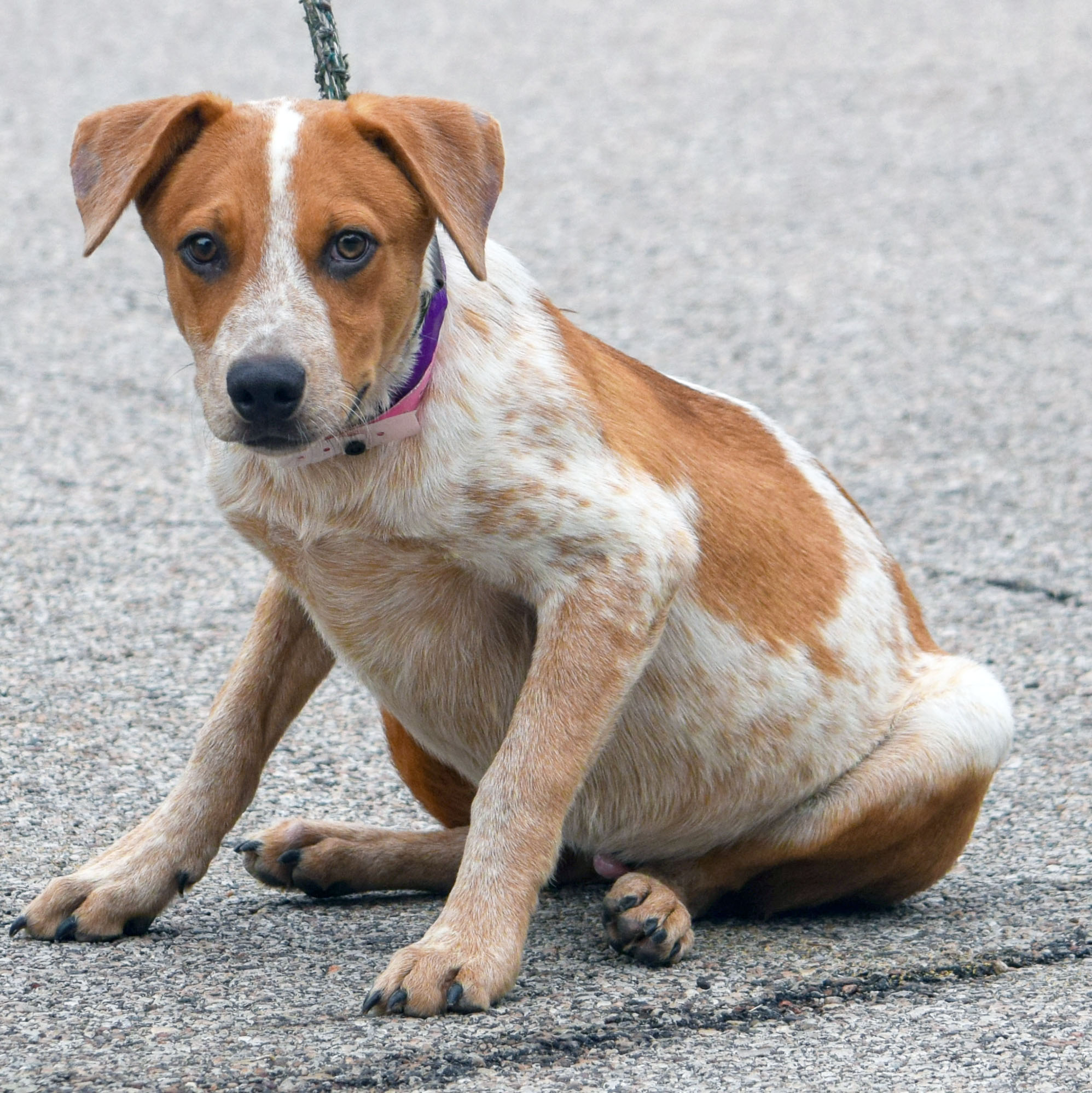 Fenton Animal House Shelter