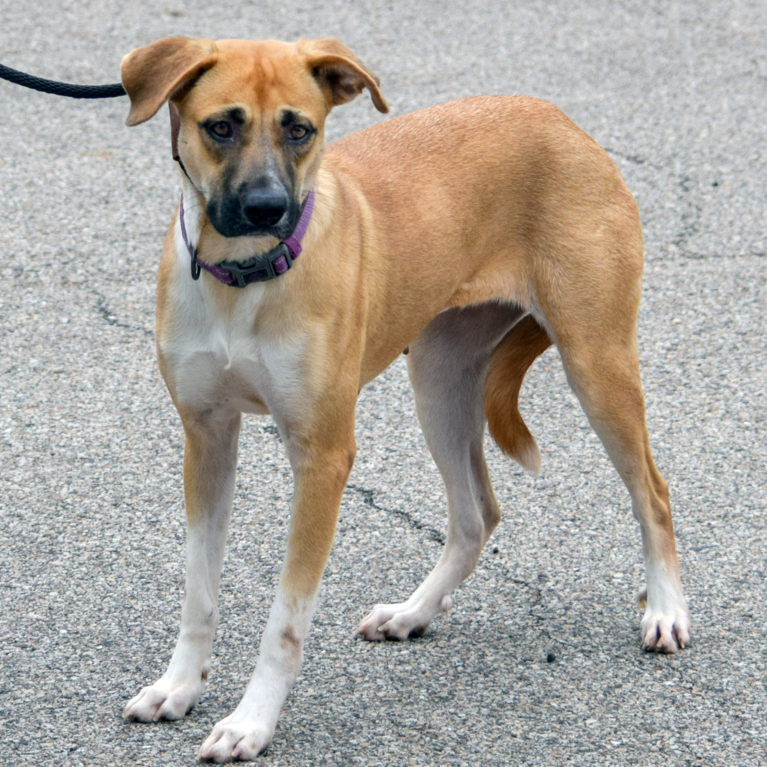 Helena Animal House Shelter