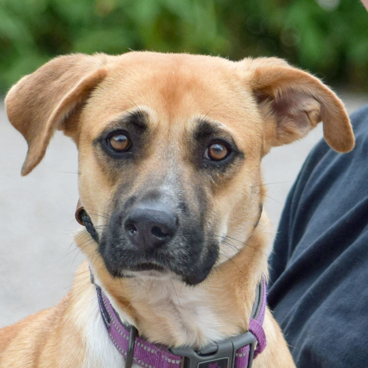 Helena Animal House Shelter