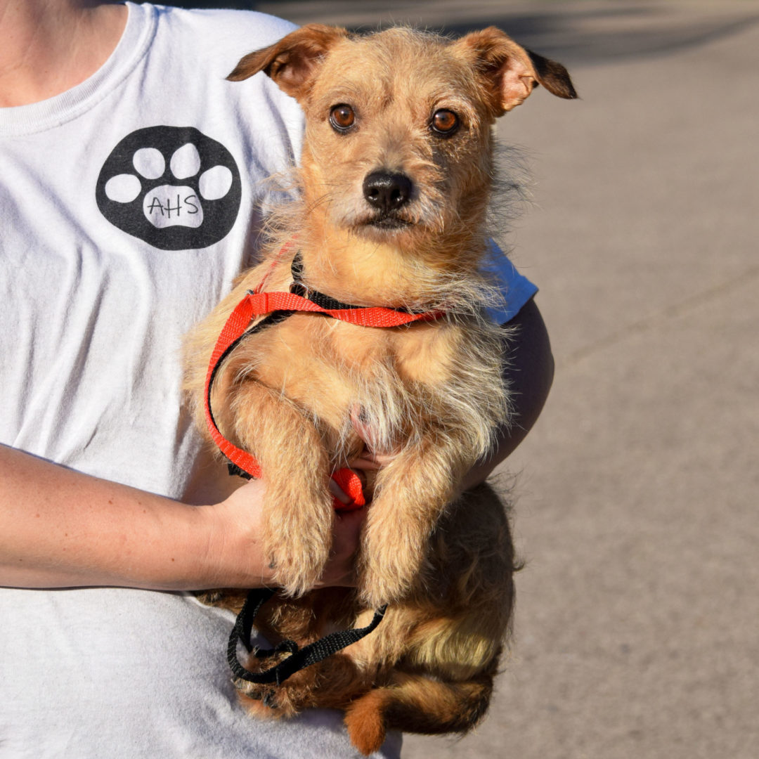 Parker Animal House Shelter