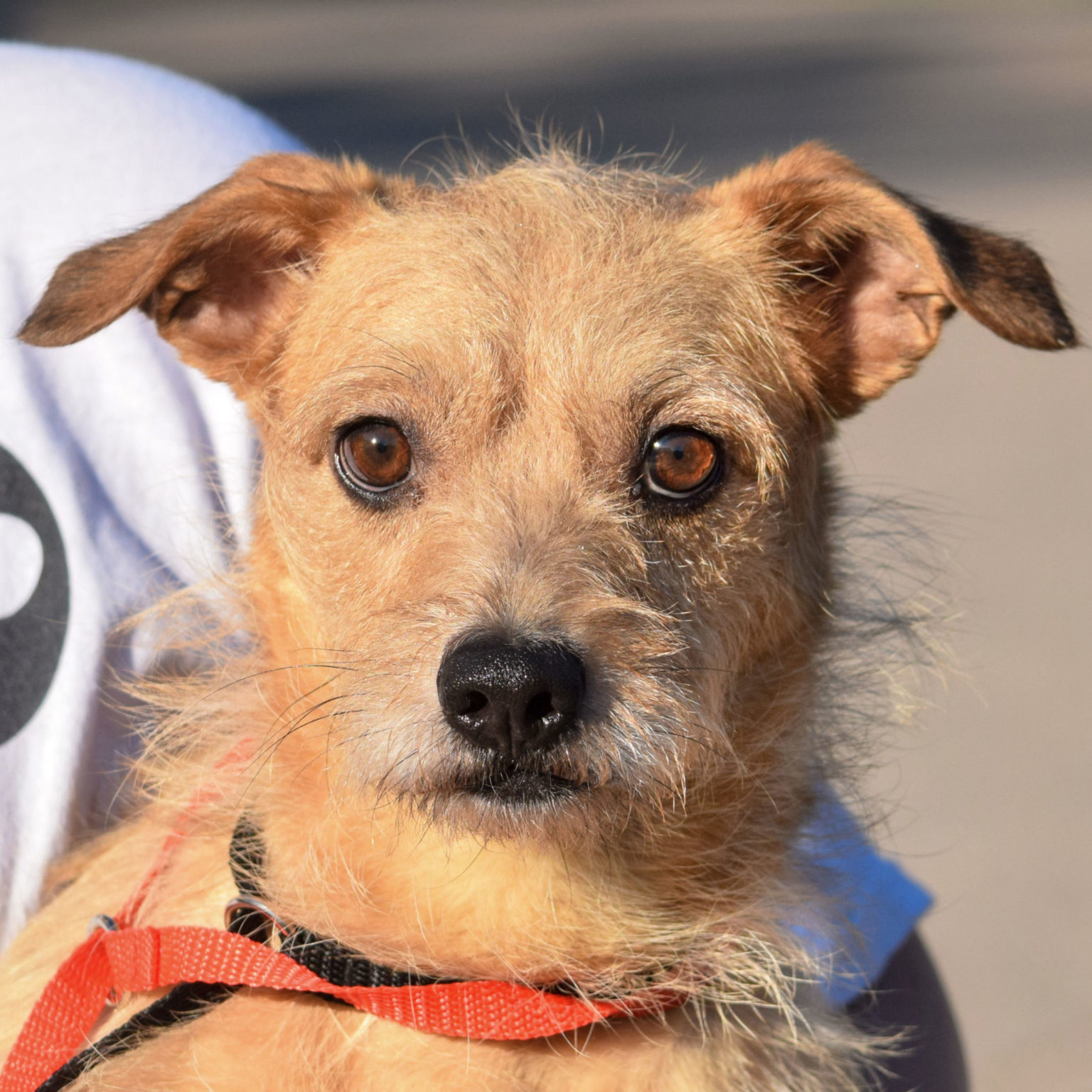 Parker Animal House Shelter