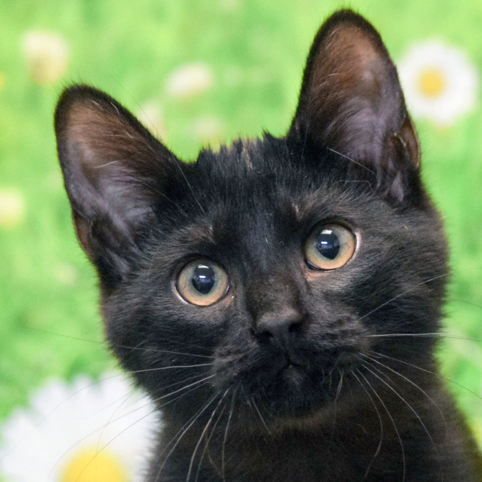 Adopted Pets Animal House Shelter