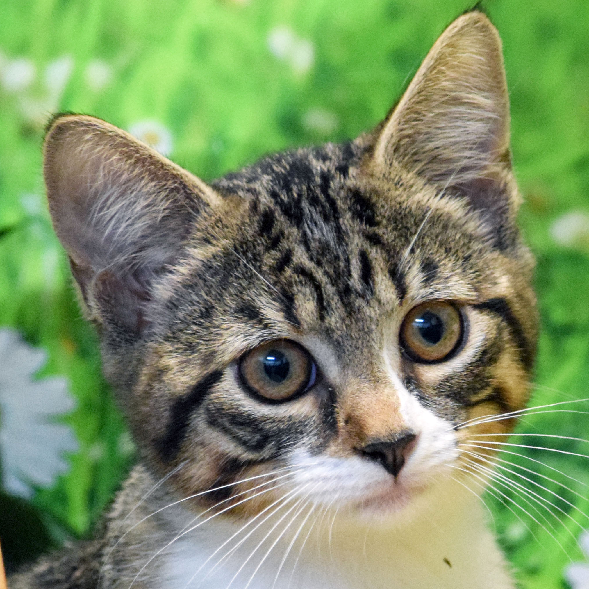 Buttons Animal House Shelter