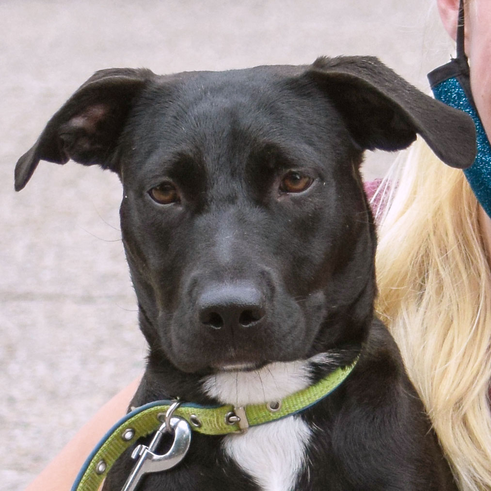 Shirley Animal House Shelter