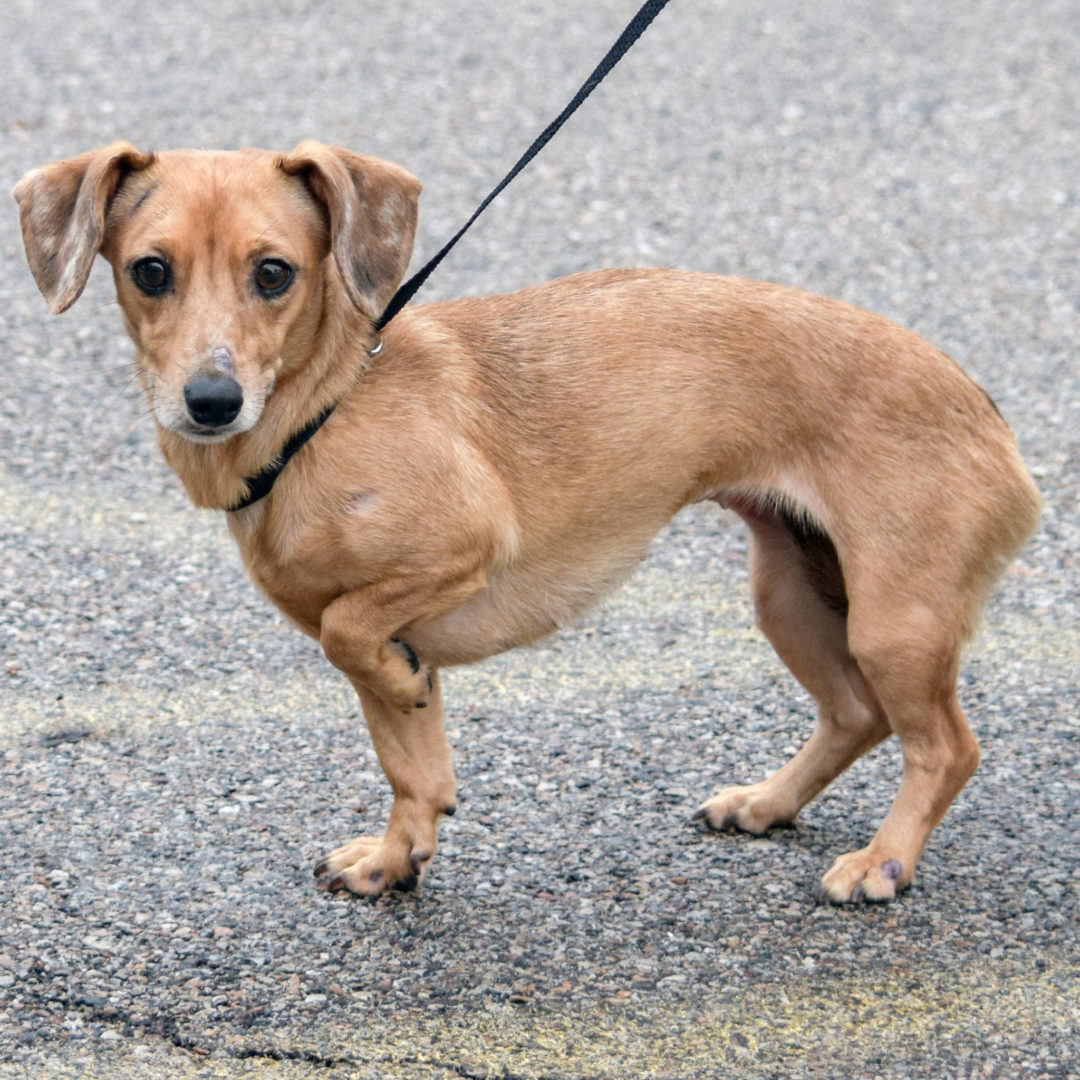 Anna Animal House Shelter