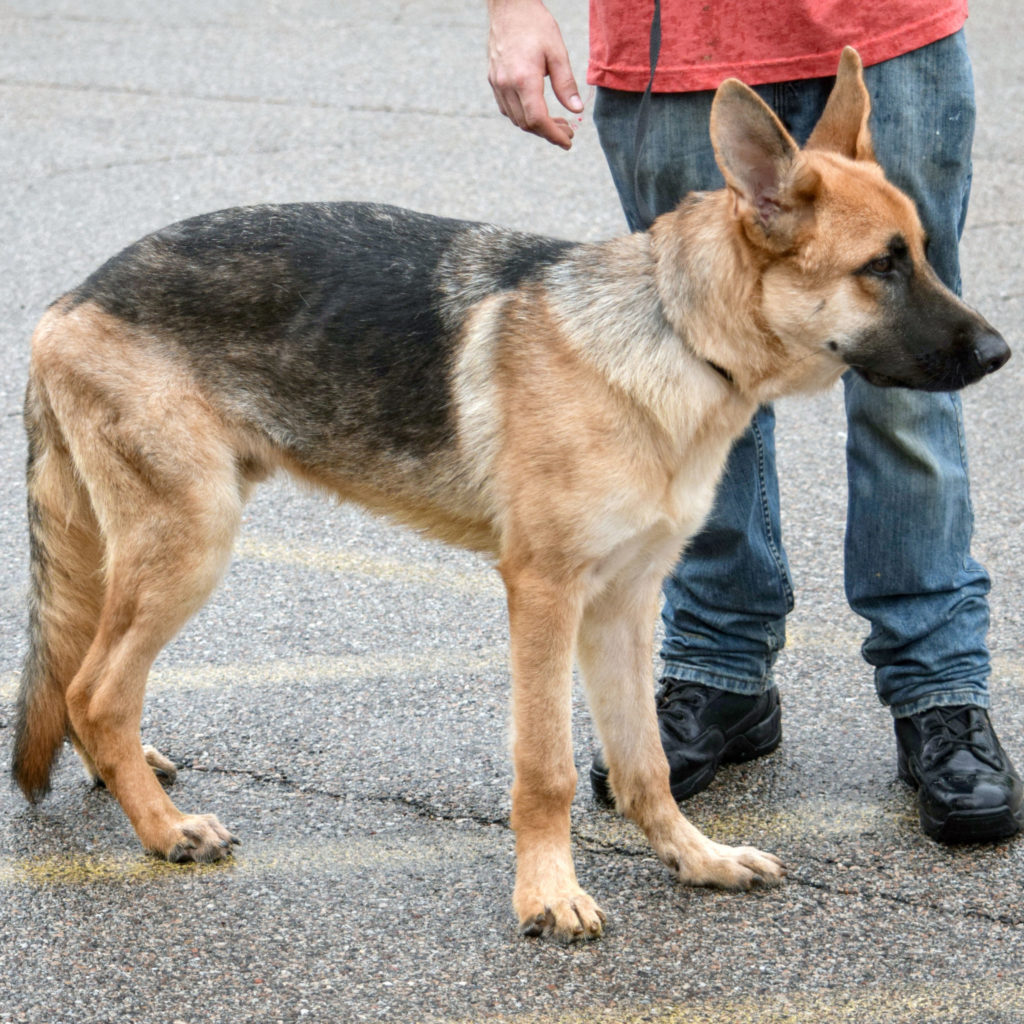 Arnold Animal House Shelter