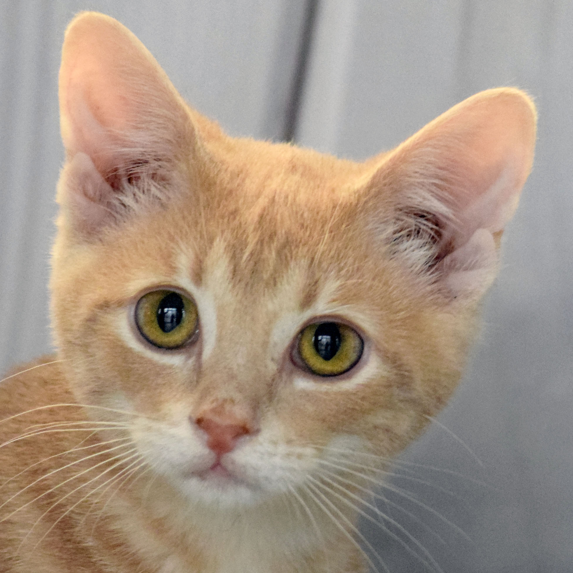 Mr. Bingley Animal House Shelter