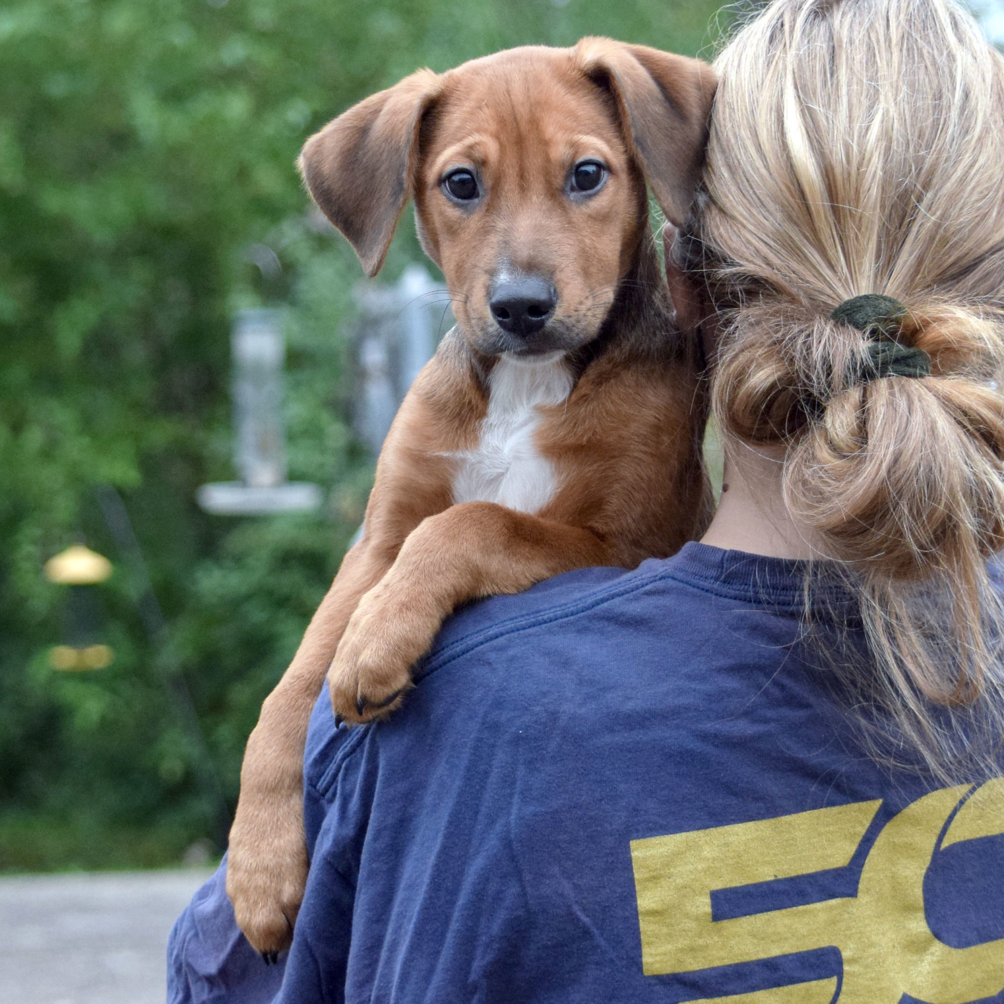 Nashville Animal House Shelter