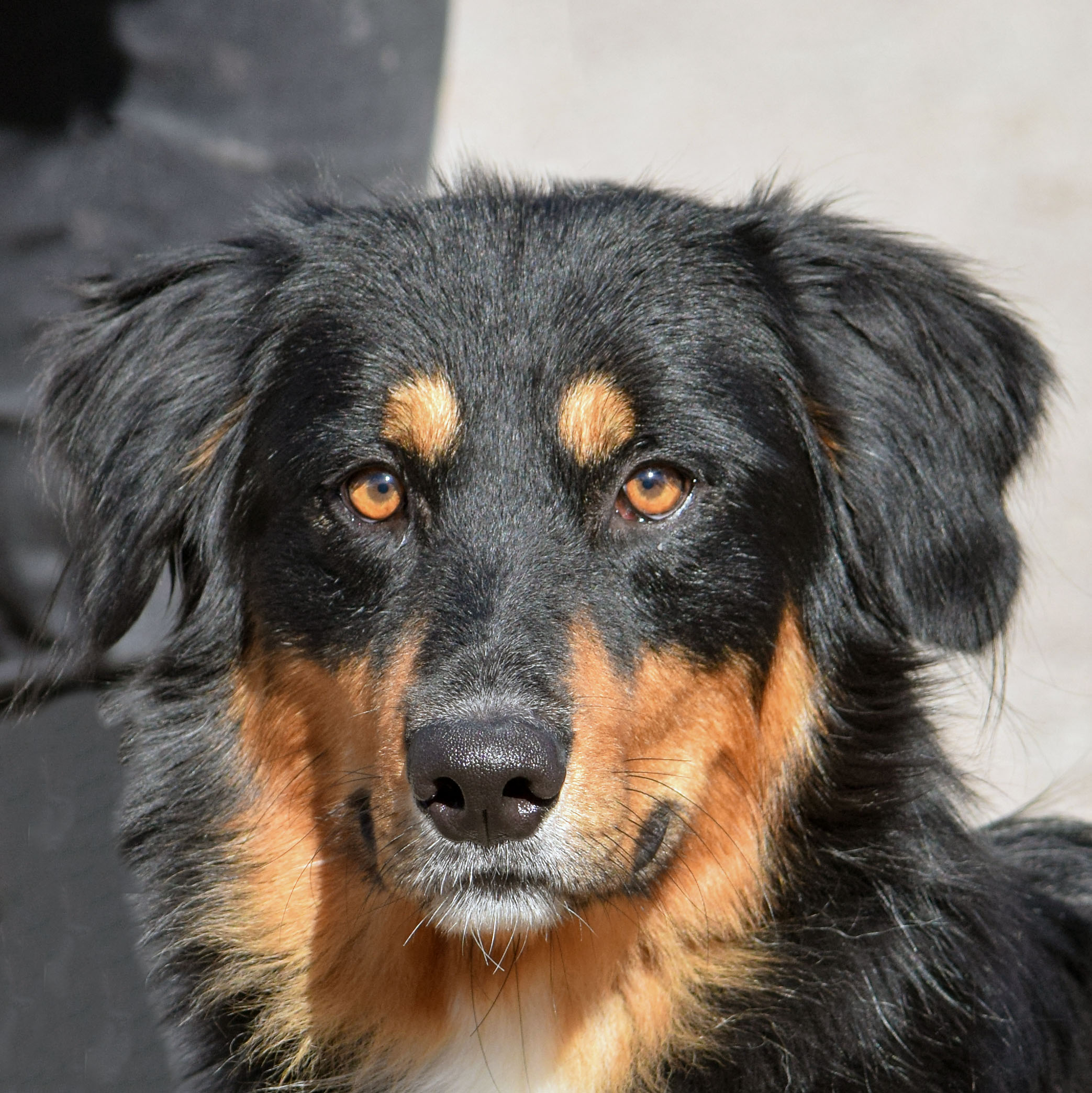 Toby Animal House Shelter