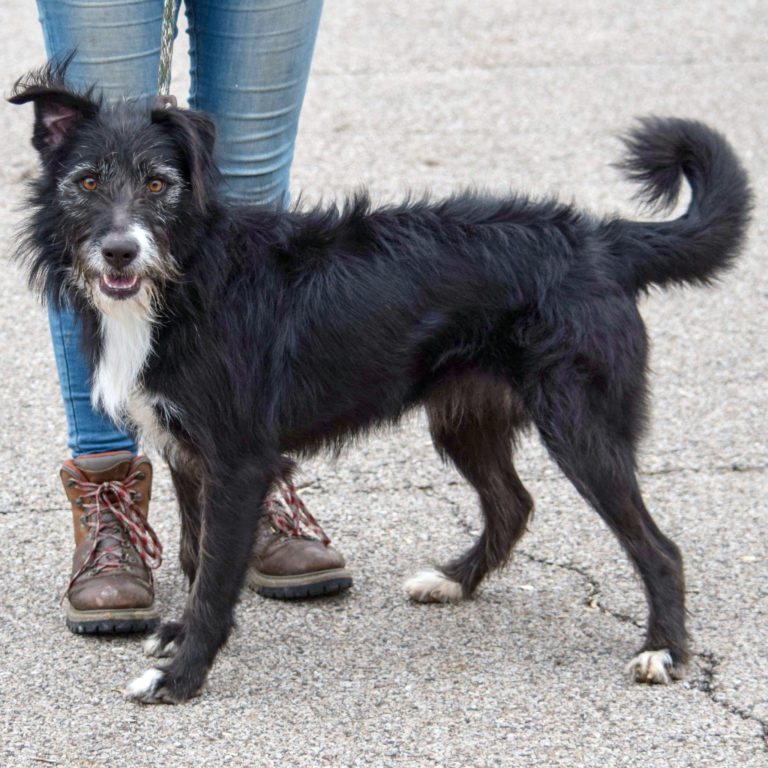 Hailey Animal House Shelter