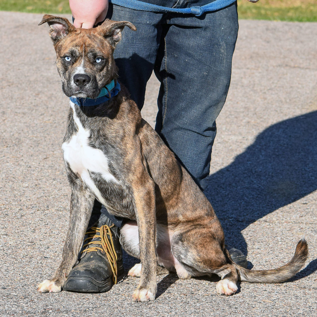 Little Animal House Shelter