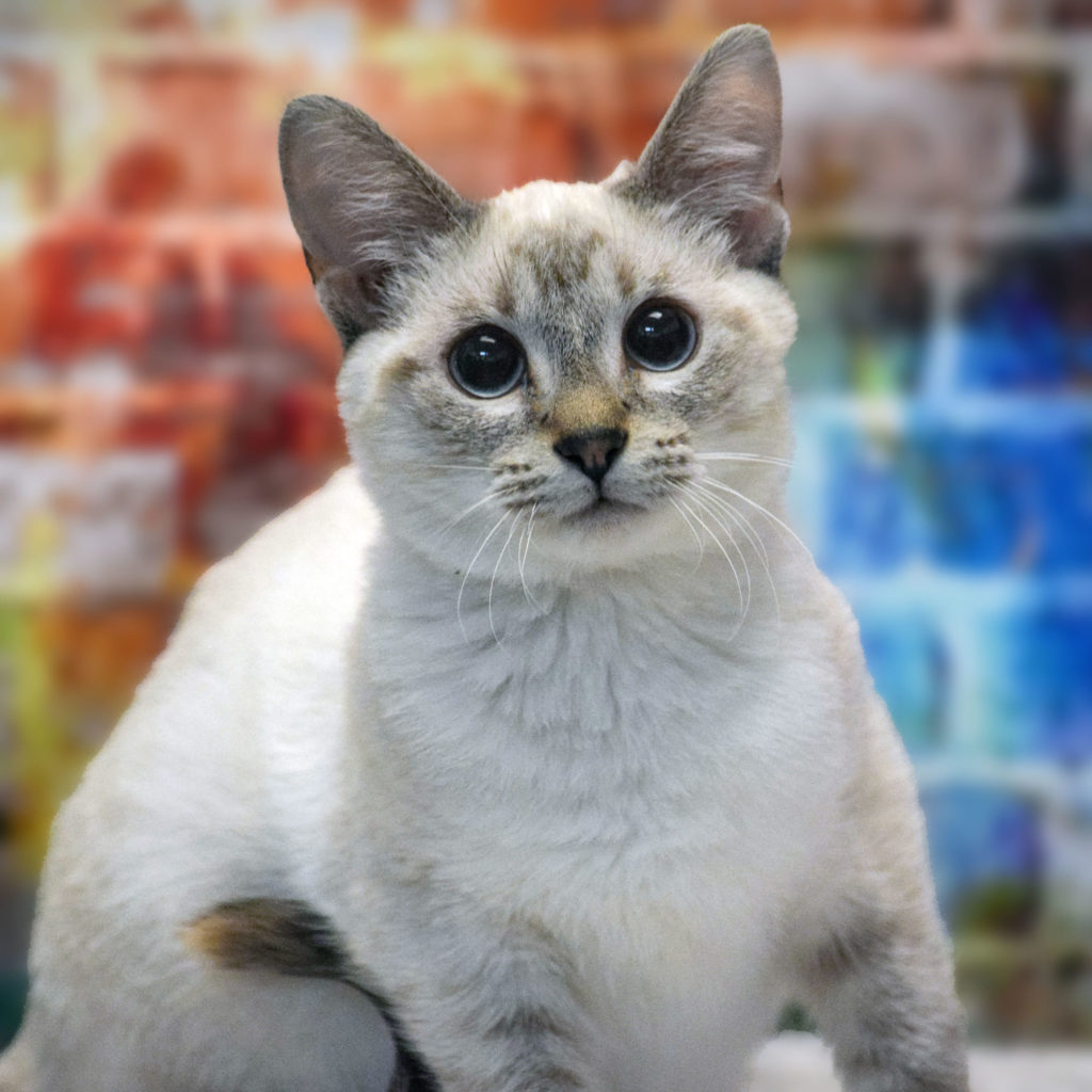 Marshmallow Animal House Shelter