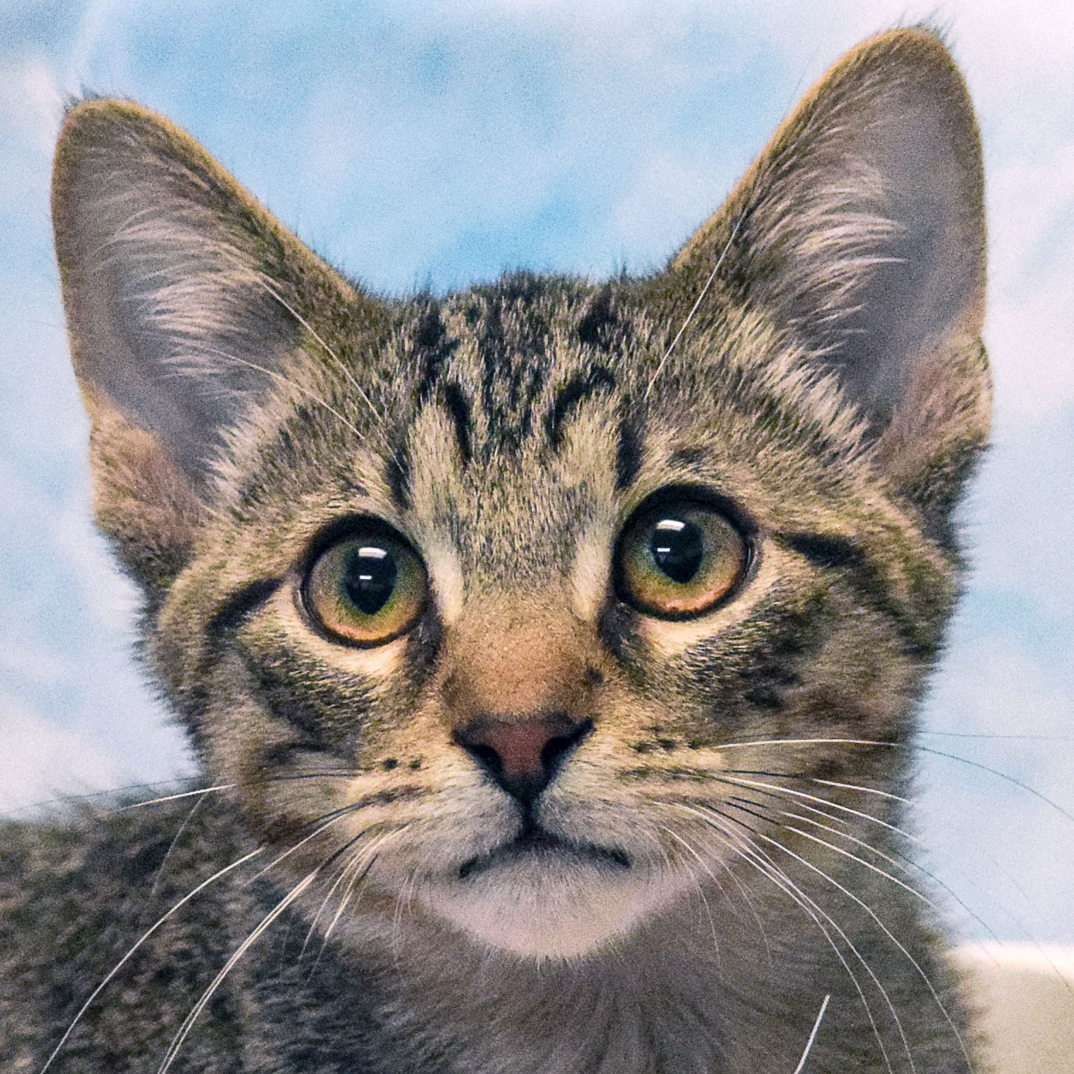 Nutmeg Animal House Shelter