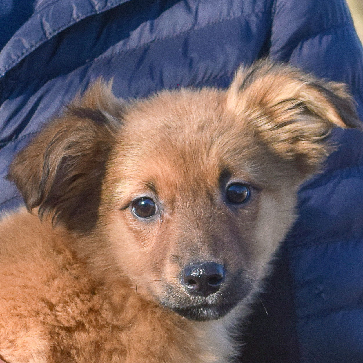 Snowflake Animal House Shelter