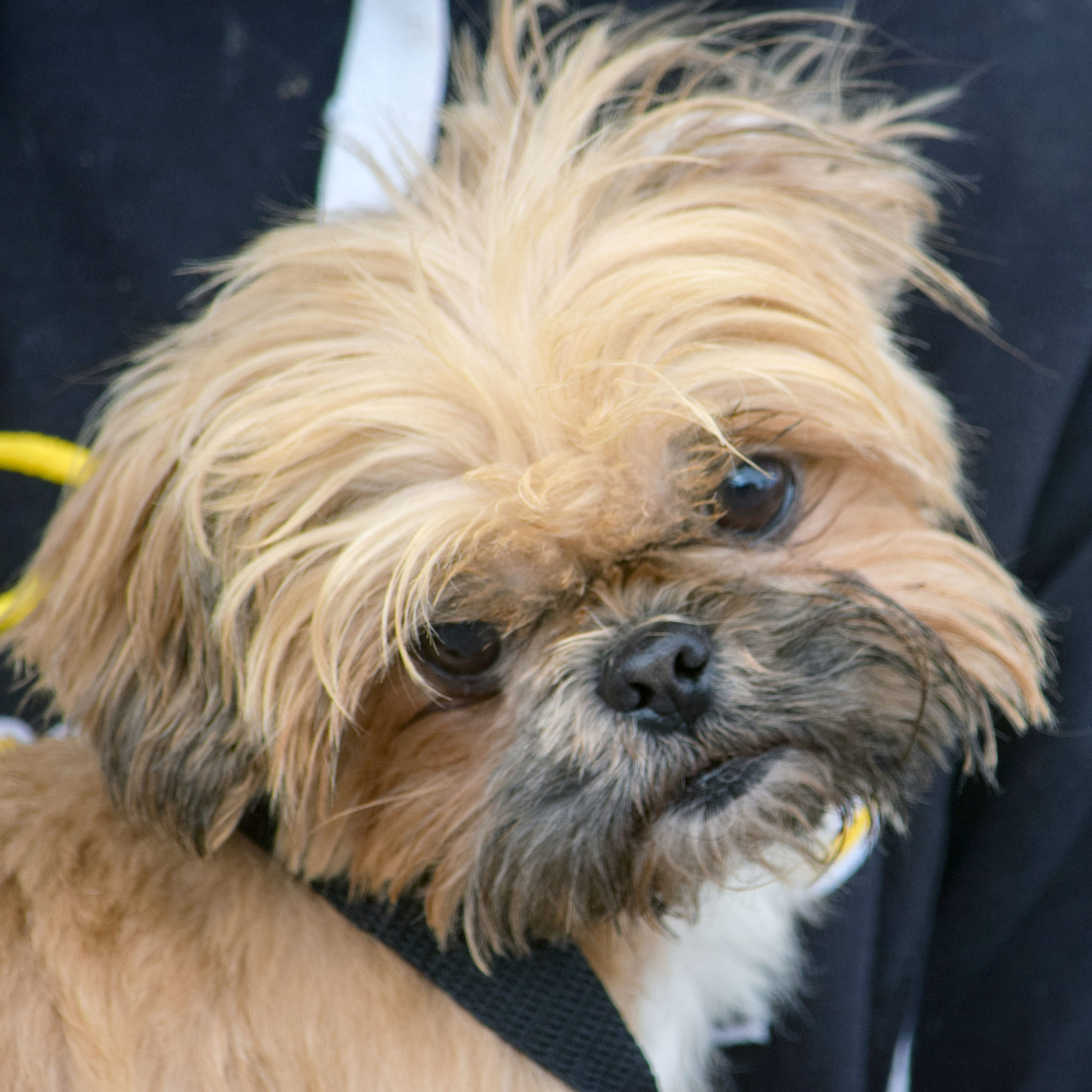 Brussels griffon shih tzu mix new arrivals