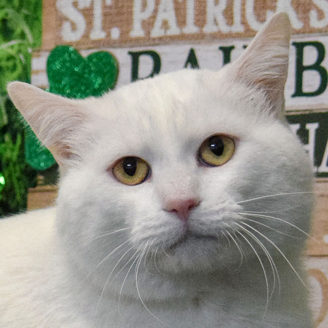 Stuart Little Animal House Shelter