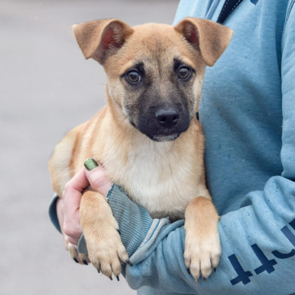 Parker Animal House Shelter
