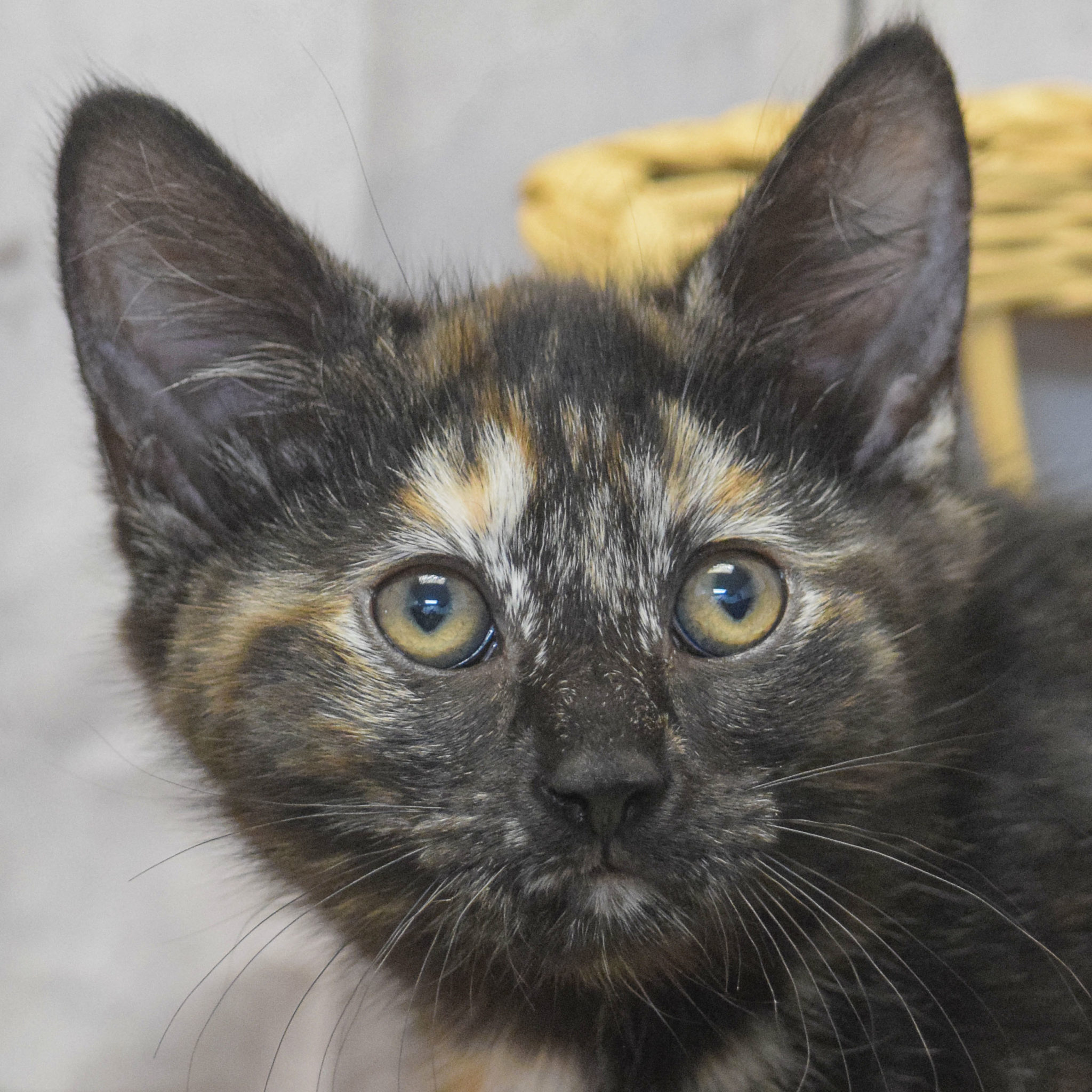 Duchess Animal House Shelter