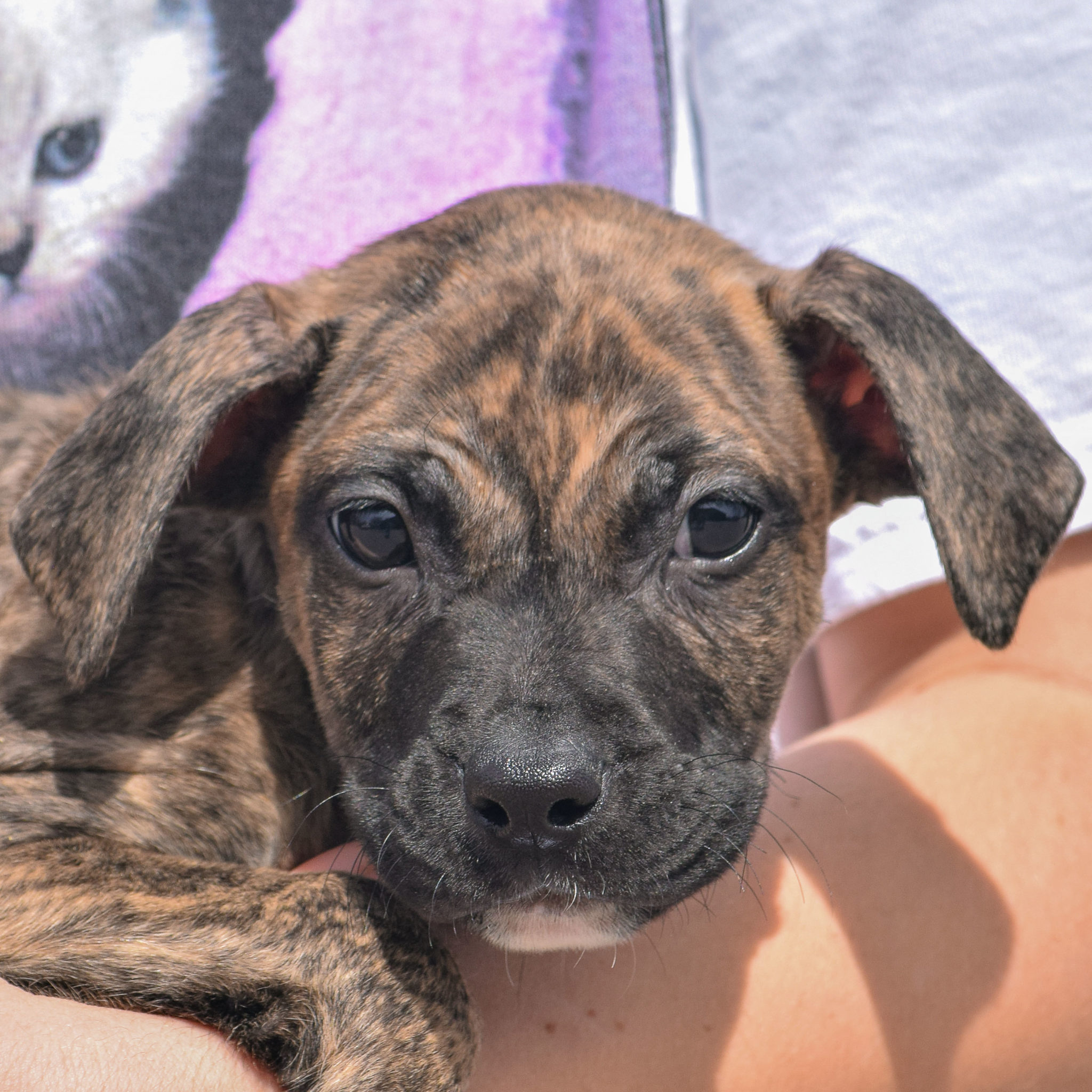 Jupiter Animal House Shelter