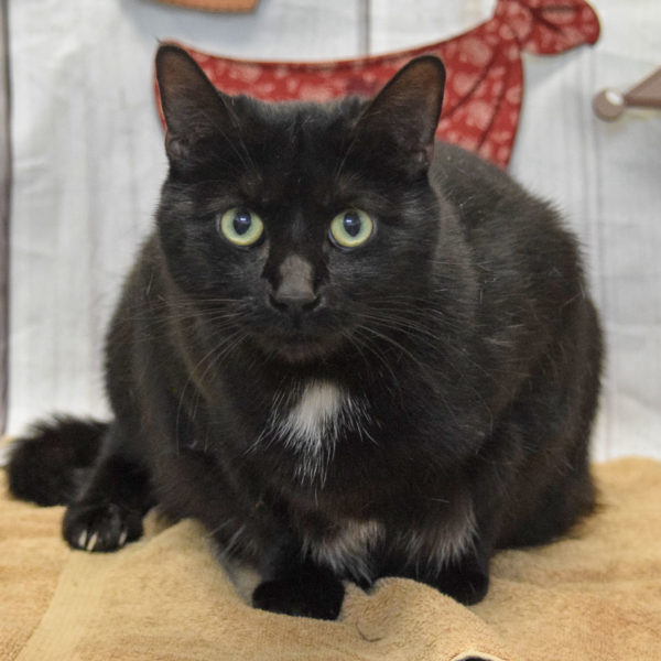 Maria - Animal House Shelter Maria - Animal House Shelter