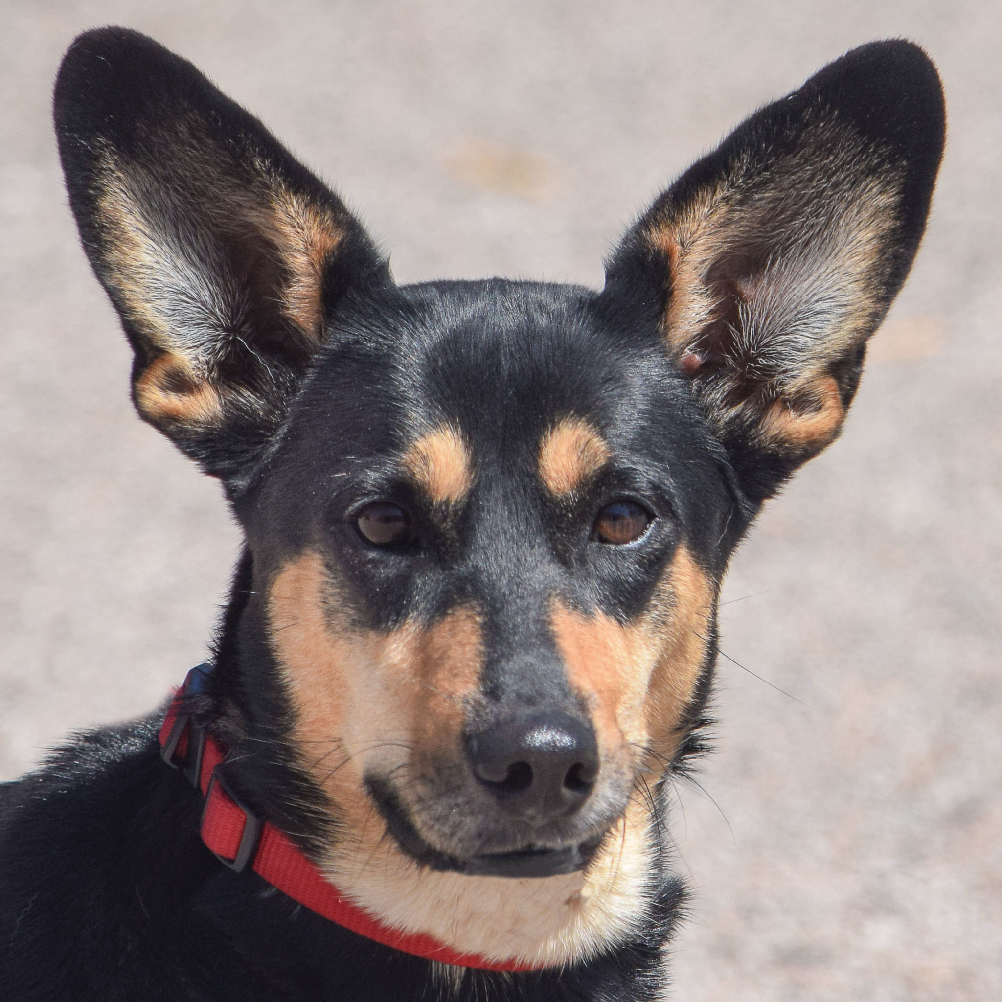 Puddin Animal House Shelter