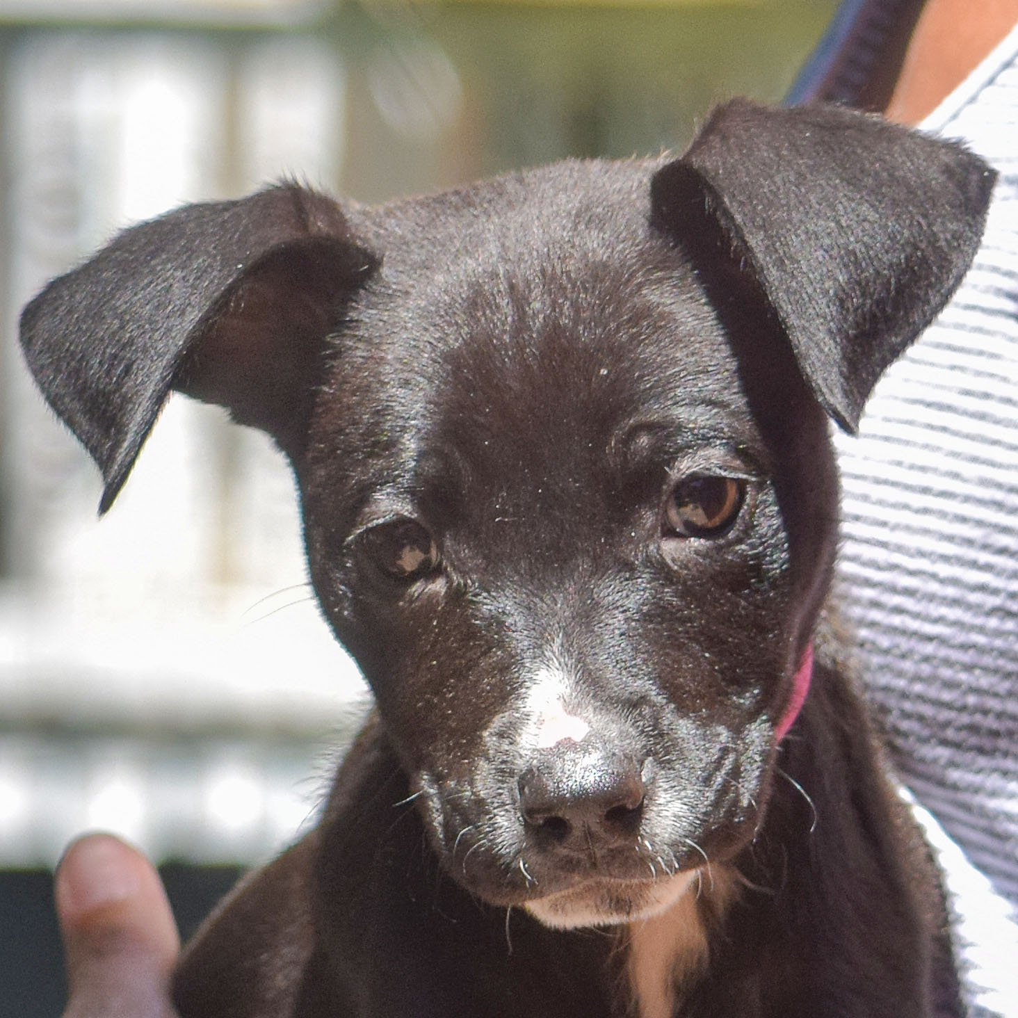 Blossom Animal House Shelter