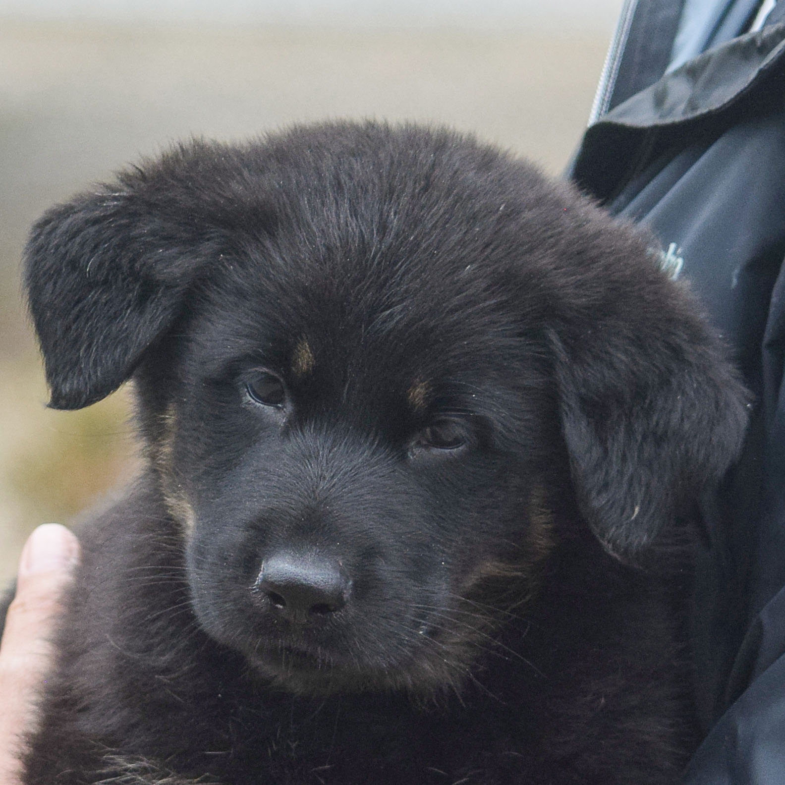 Carson - Animal House Shelter