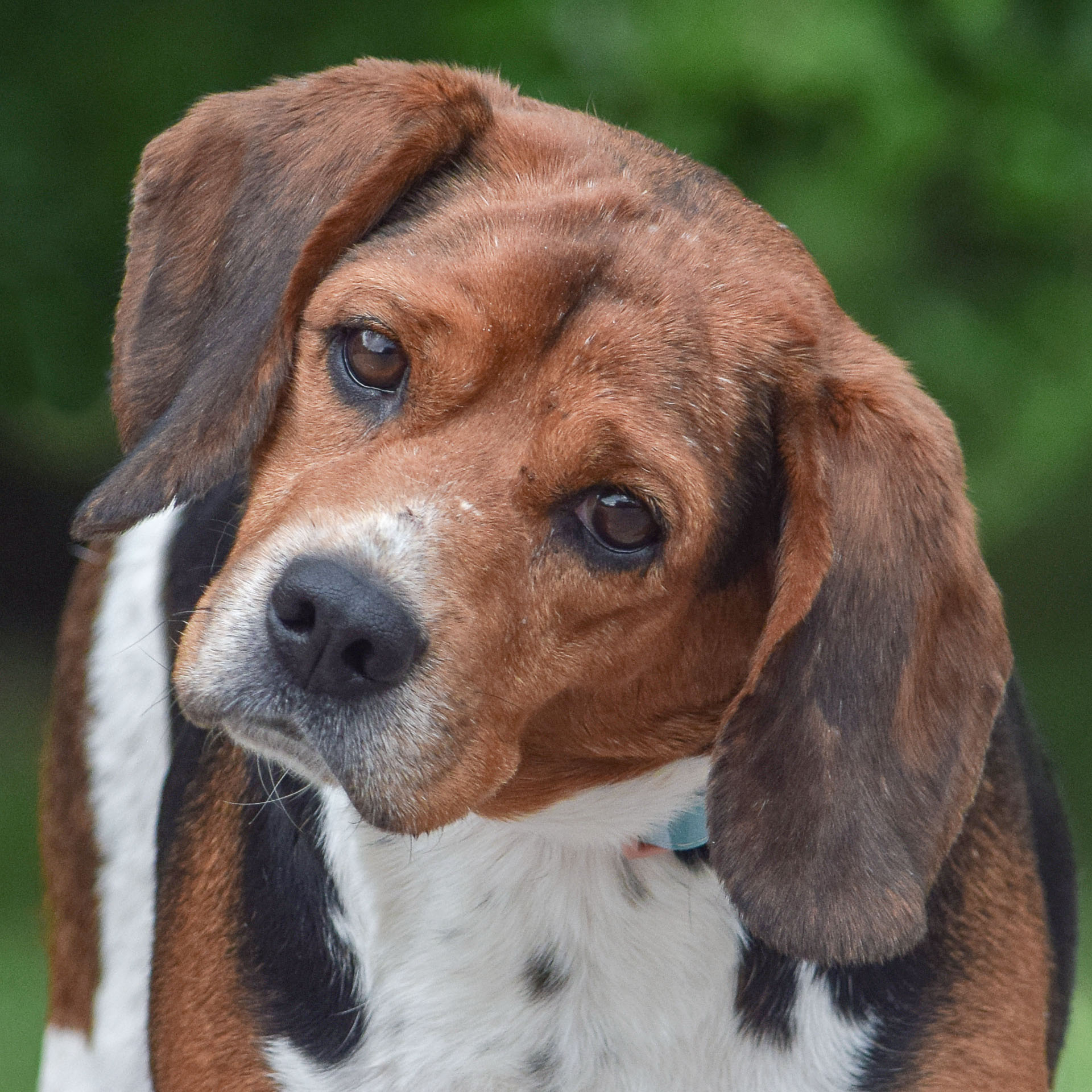 Daisy Animal House Shelter