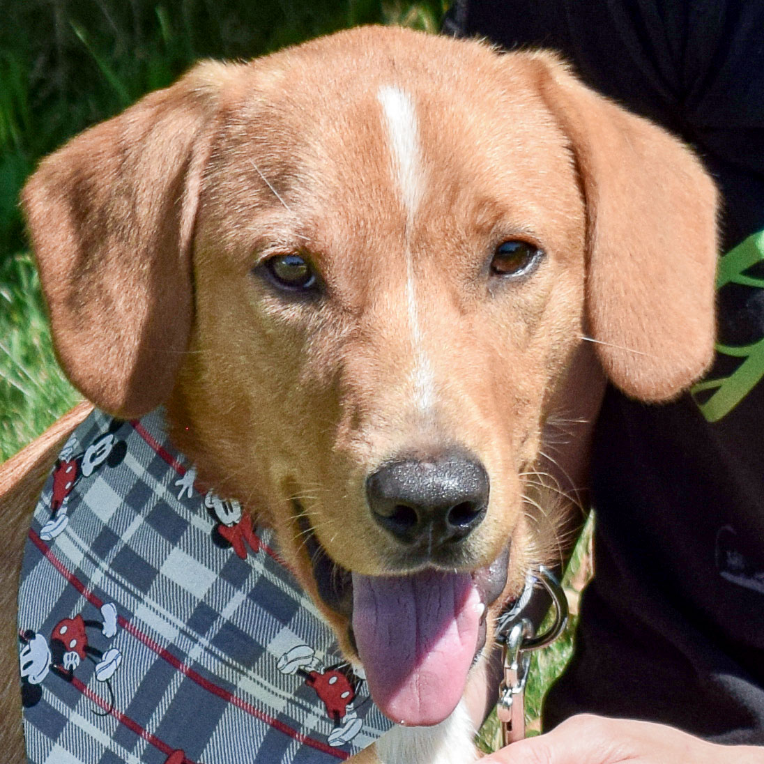 Clive Animal House Shelter