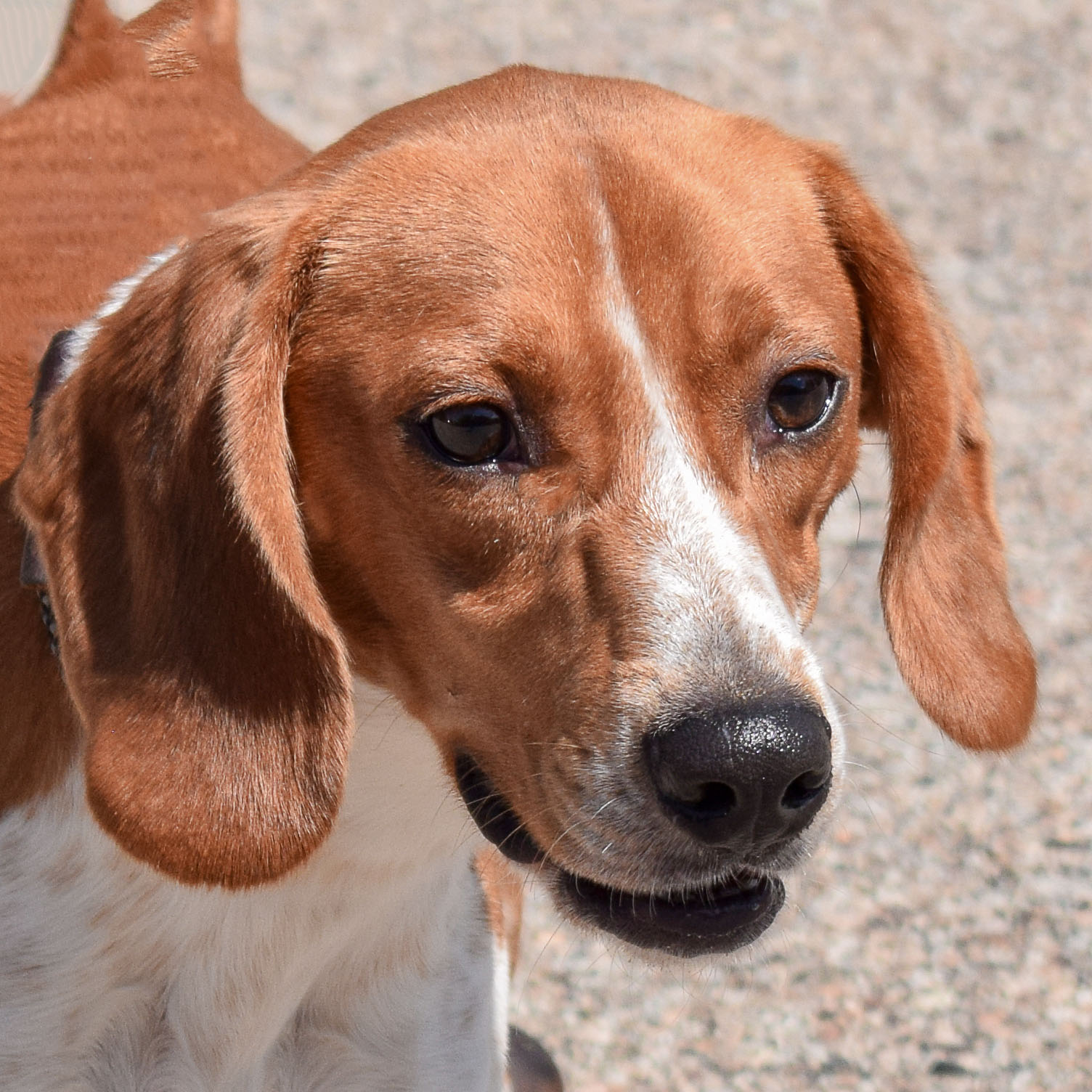 Copper beagle shop