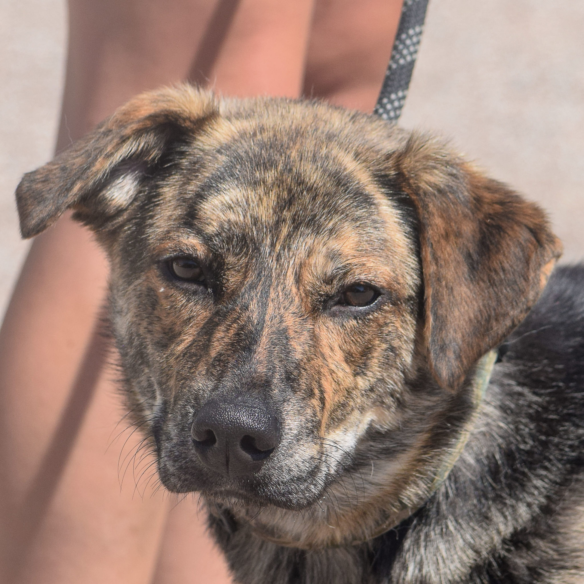 Jane Animal House Shelter