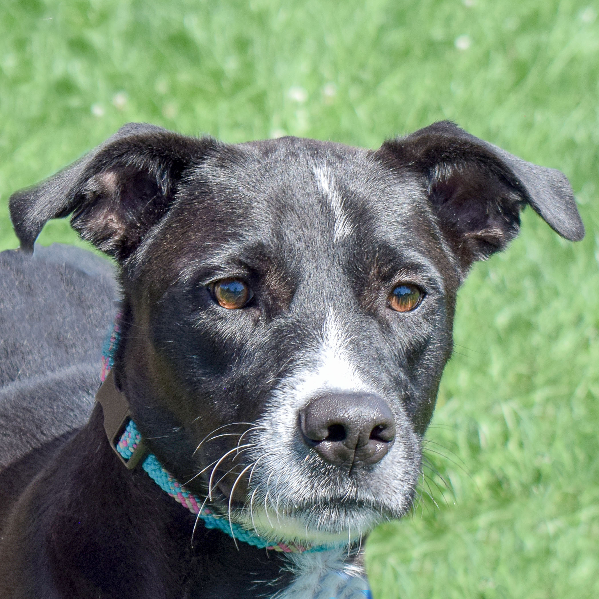 Shadow Animal House Shelter