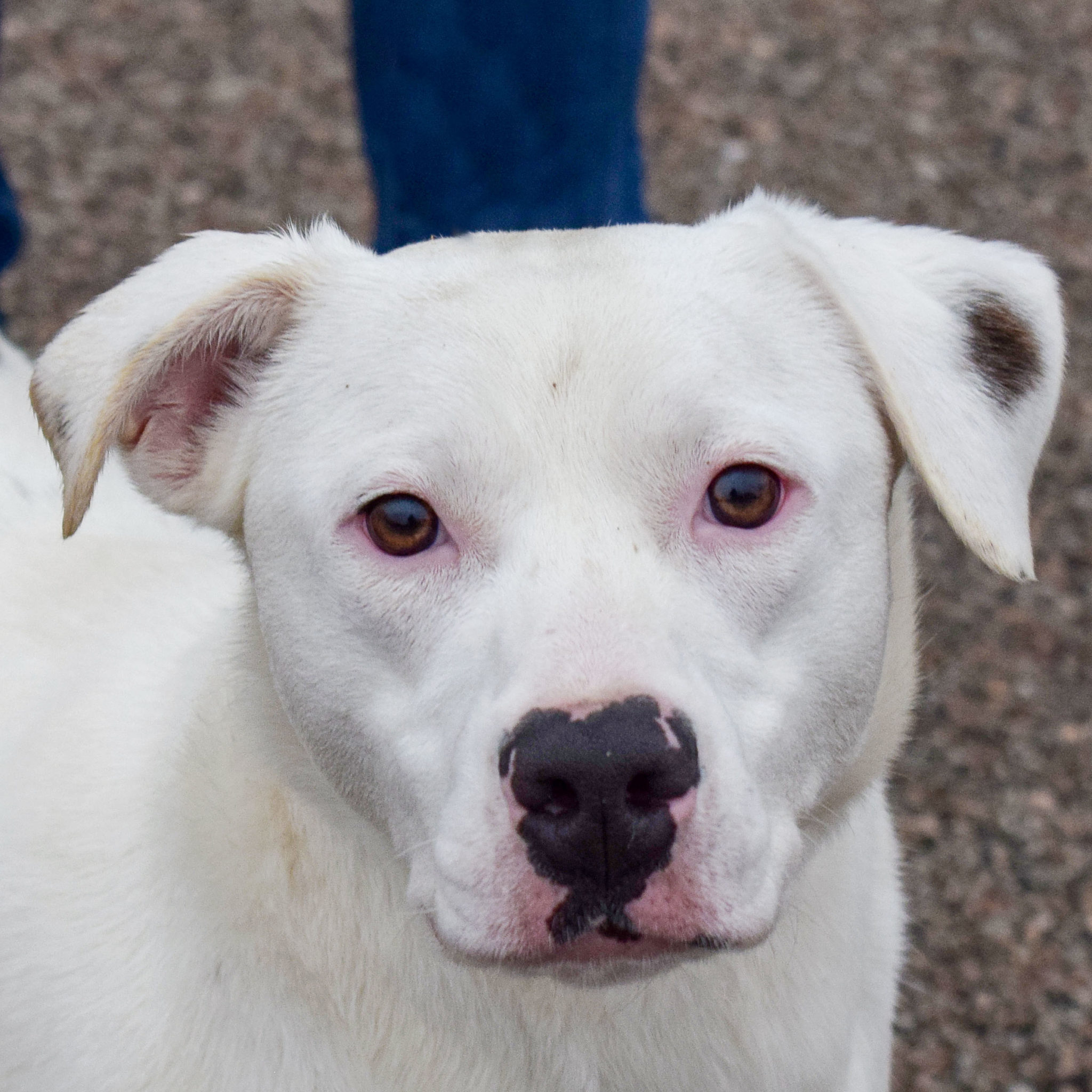 Aurora Animal House Shelter