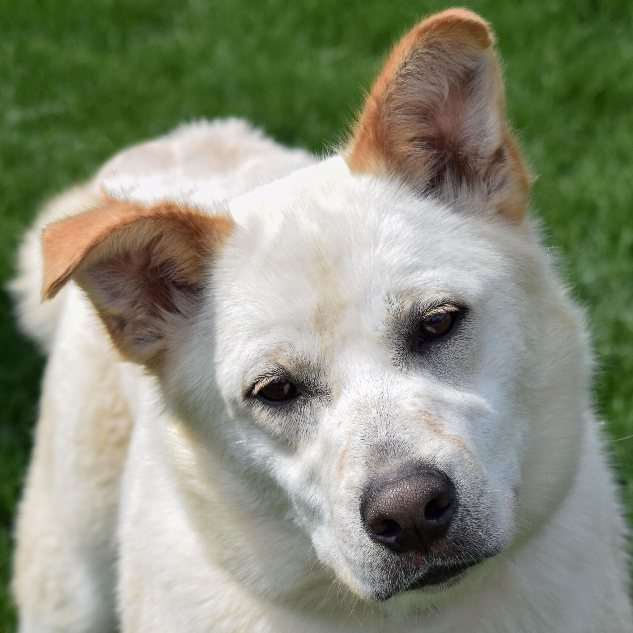 Holden Animal House Shelter