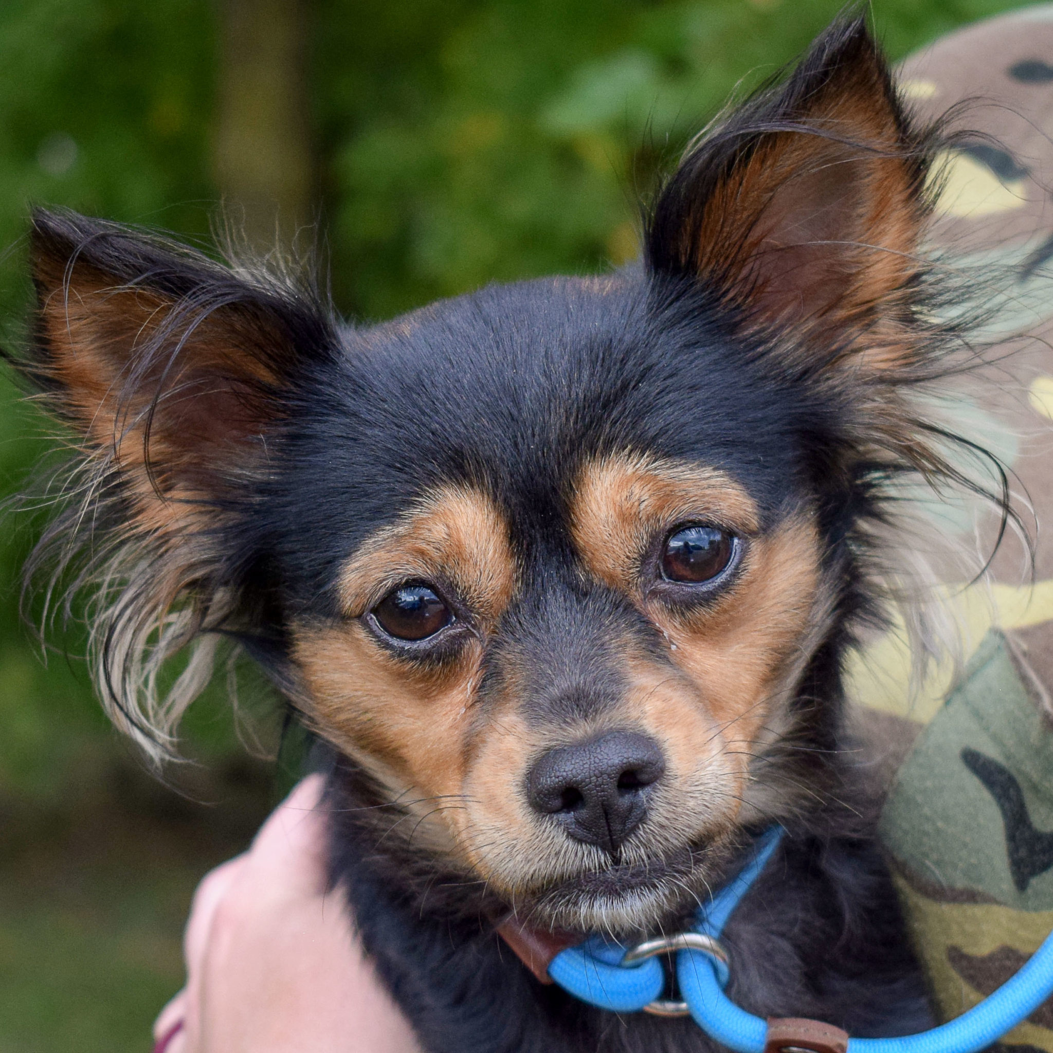 Kirby Animal House Shelter