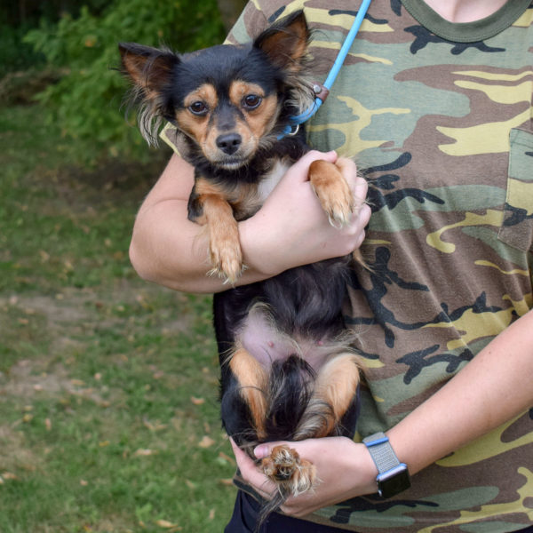 Kirby Animal House Shelter