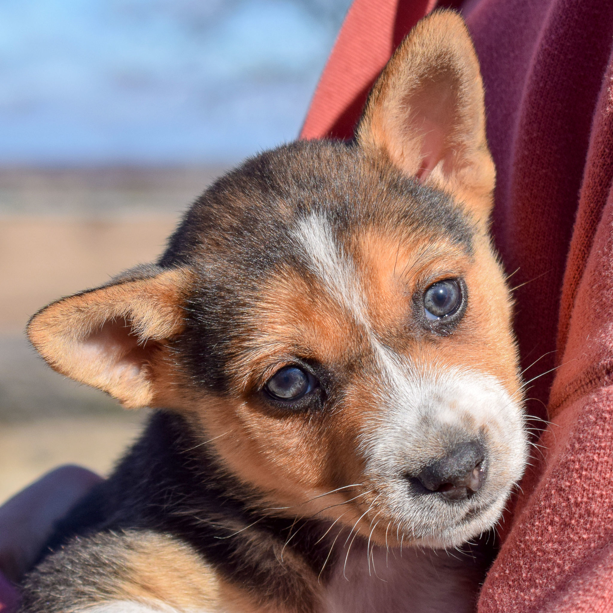 Kit Kat Animal House Shelter