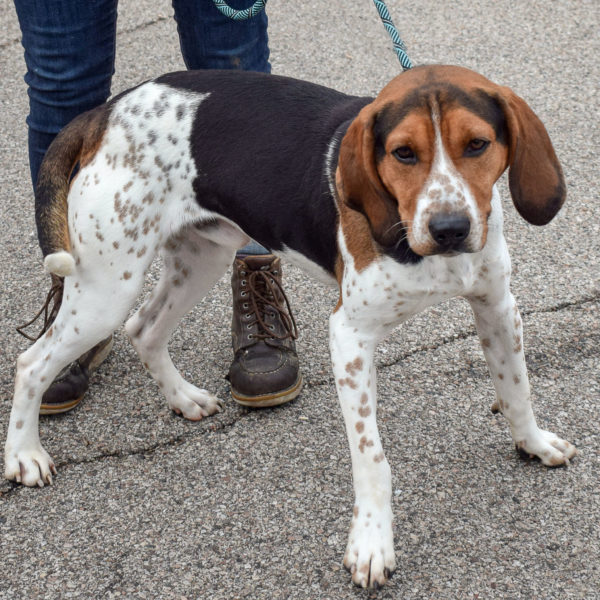 Treeing walker coonhound and beagle mix new arrivals