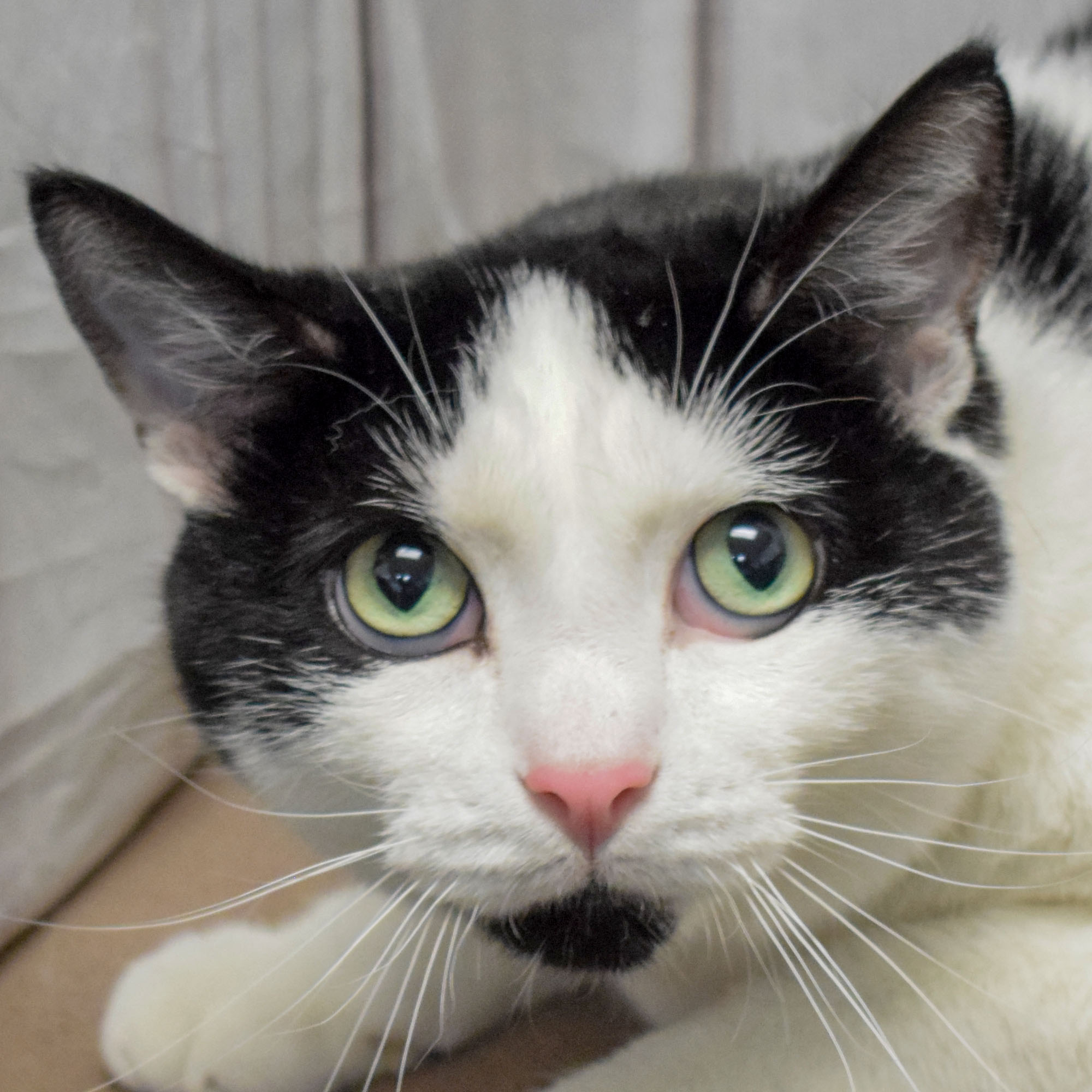 figaro-head-1228a.jpg