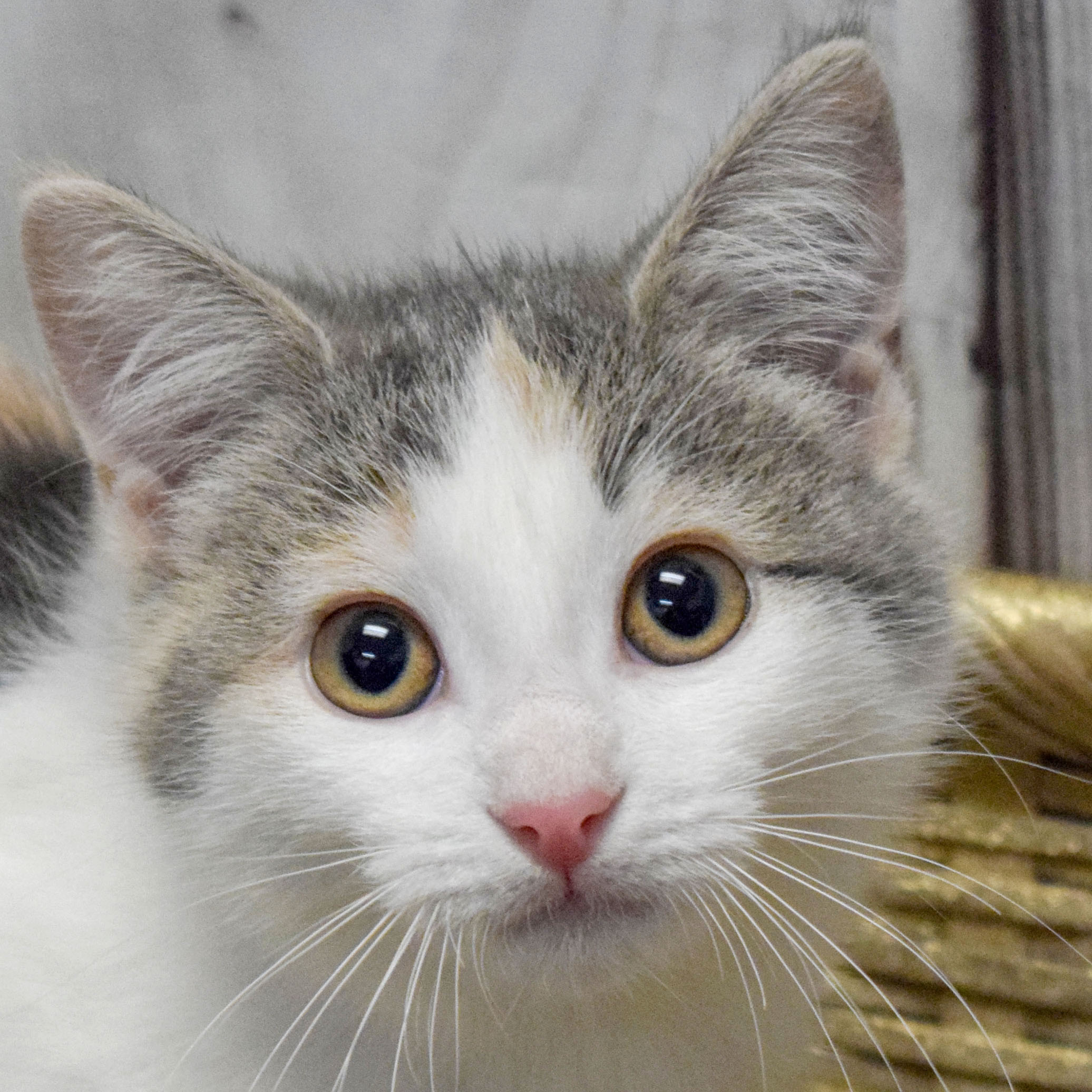 Nutmeg Animal House Shelter