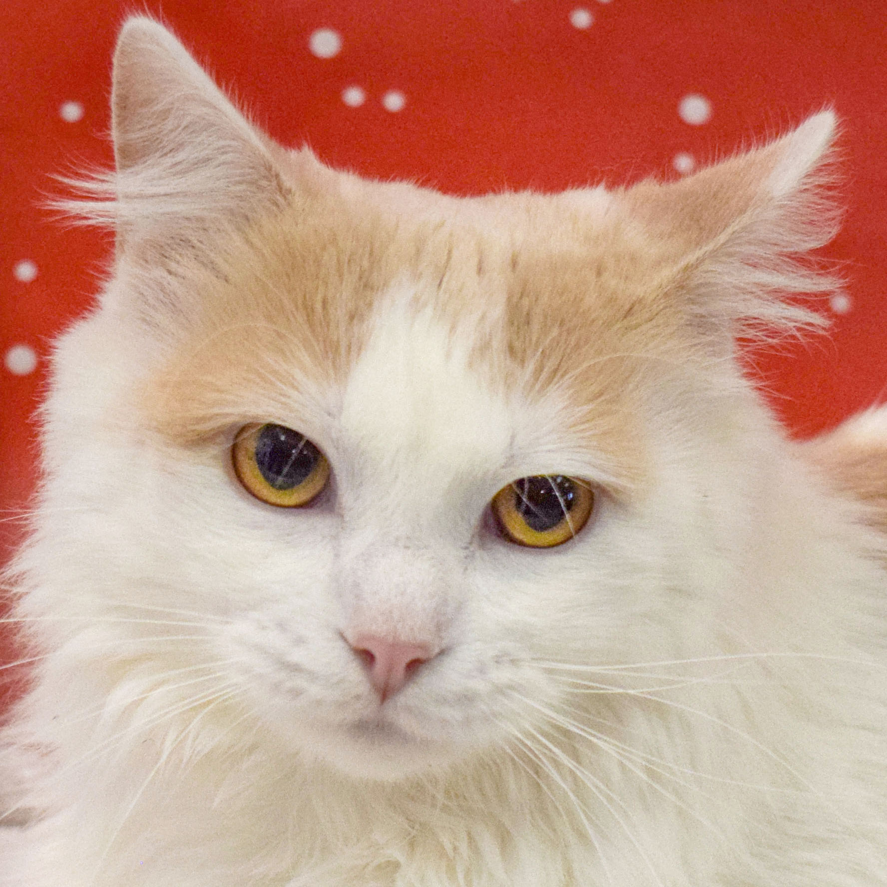 Peaches Animal House Shelter