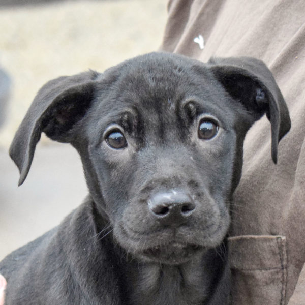 Bing - Animal House Shelter Bing - Animal House Shelter