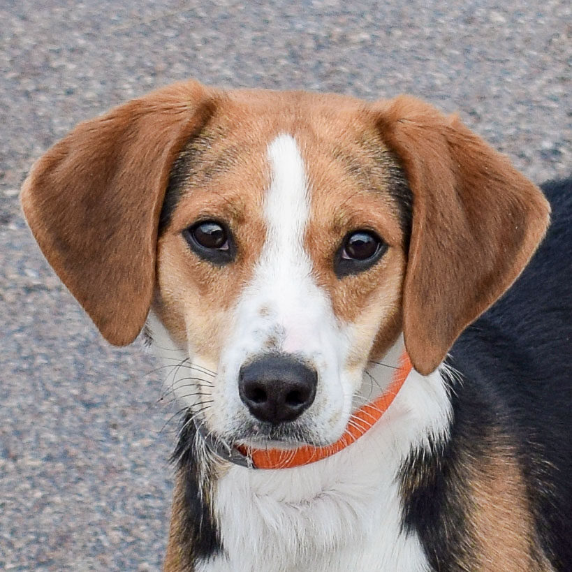 Copper Animal House Shelter