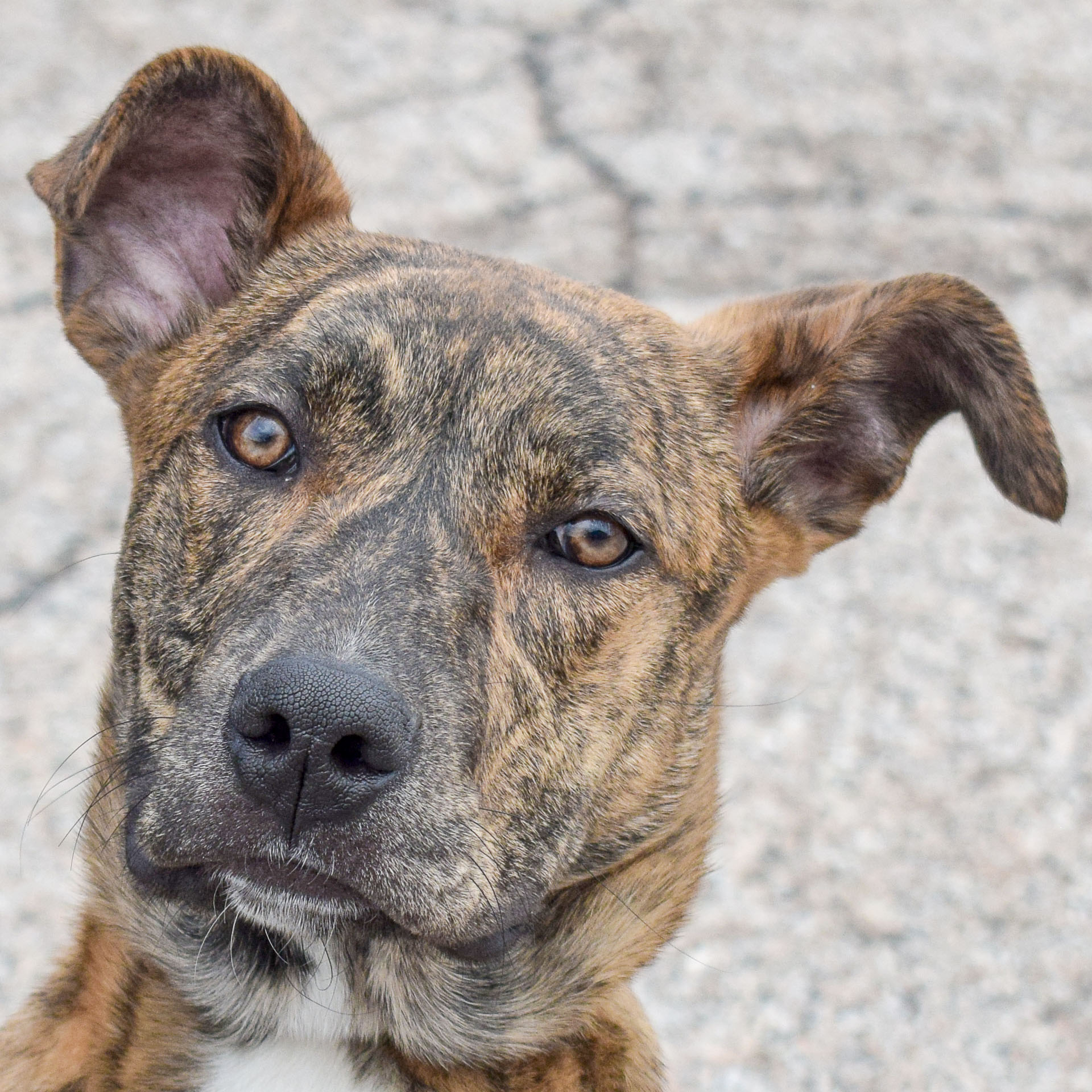 Hershel Animal House Shelter