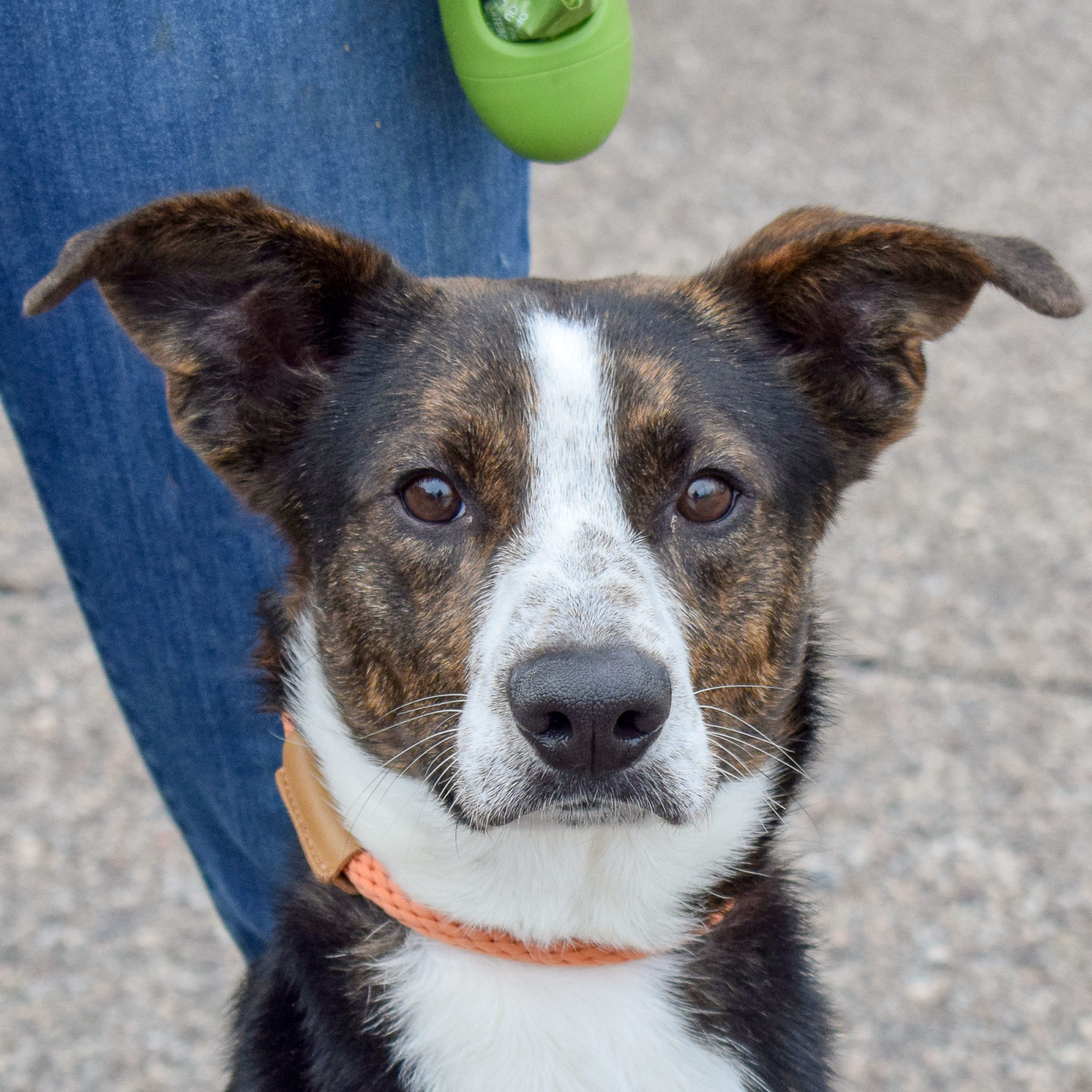 Marshall Animal House Shelter