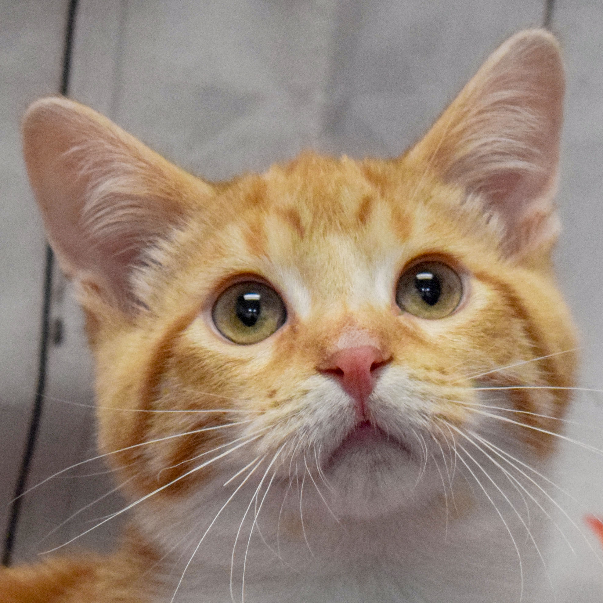 Adopted Pets - Animal House Shelter Adopted Pets - Animal House Shelter