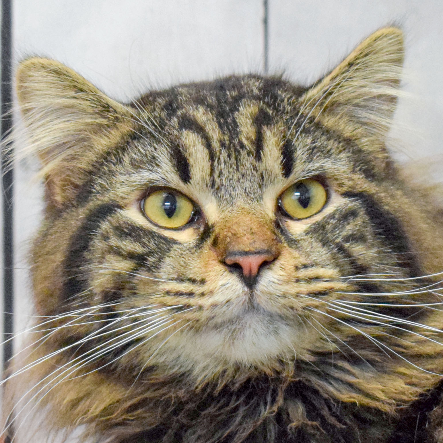 Felix Animal House Shelter