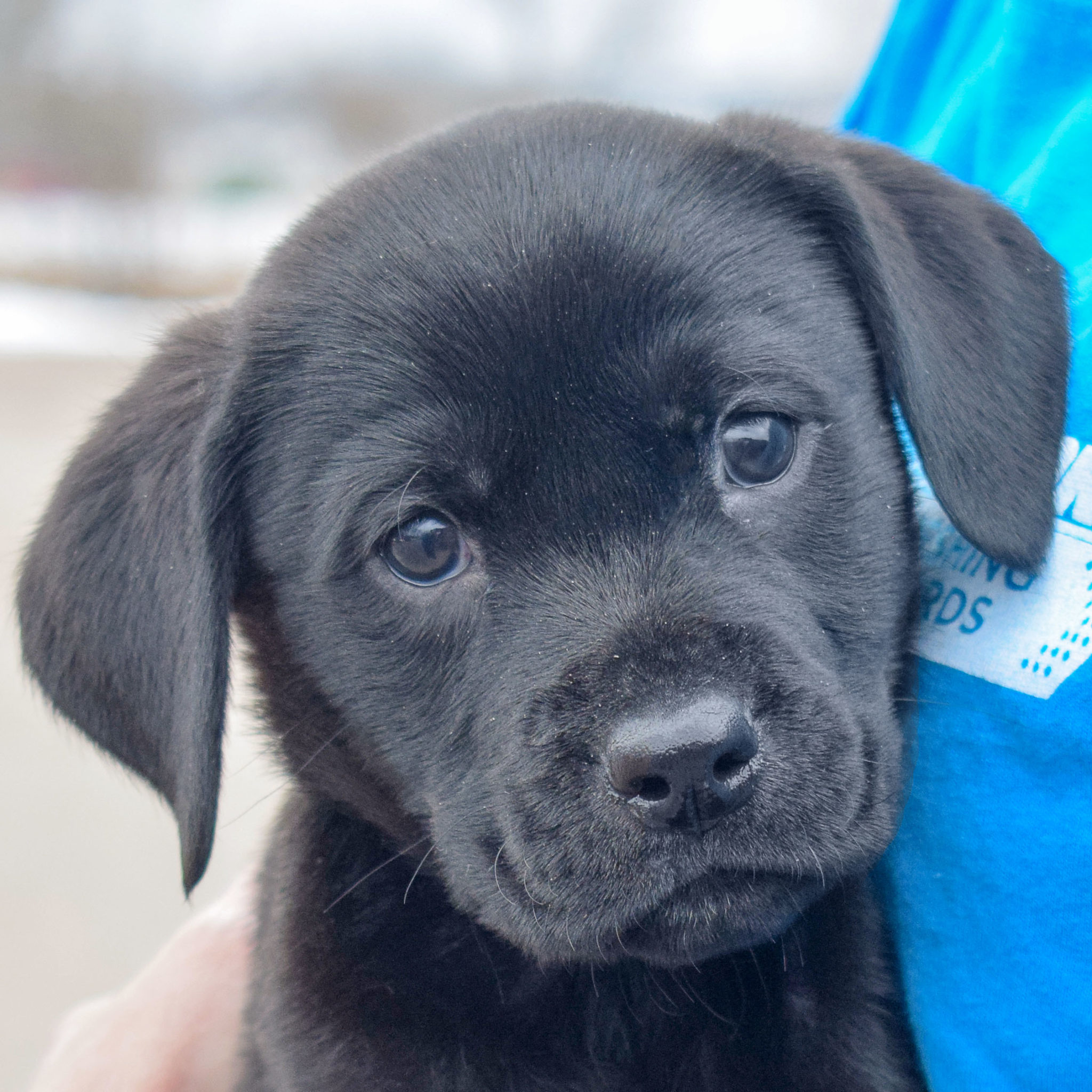 Issac Animal House Shelter